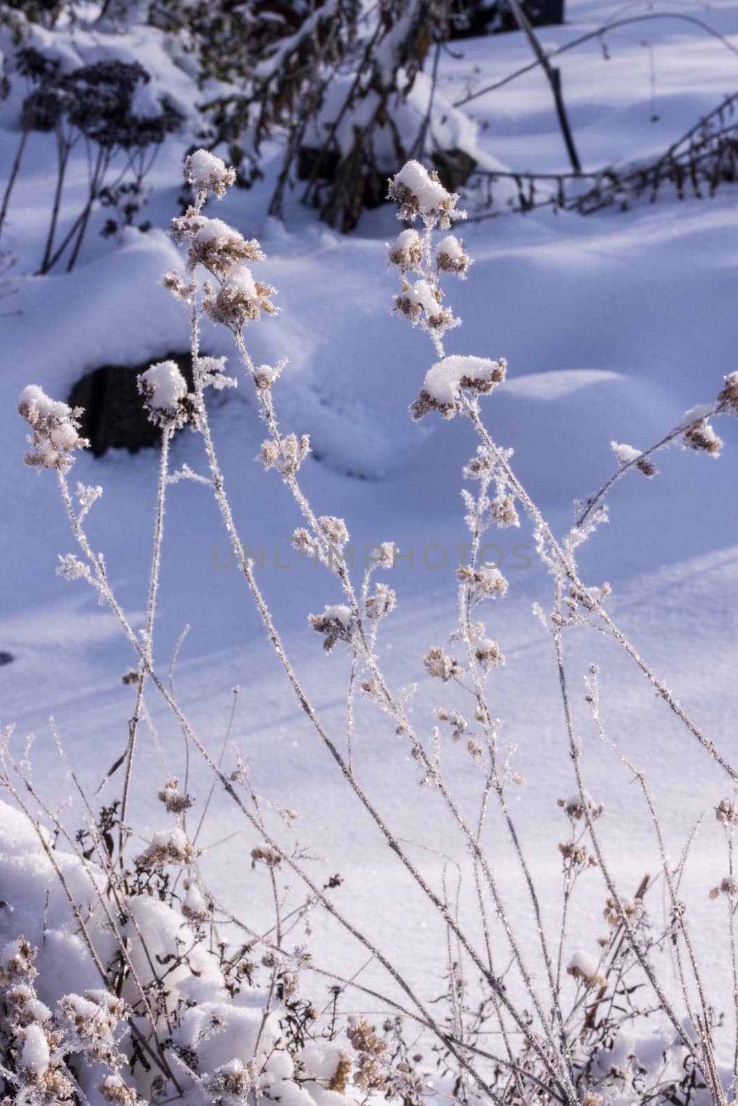 Schnee und Eiskristalle an vertrockneten Blütenständen im Garten