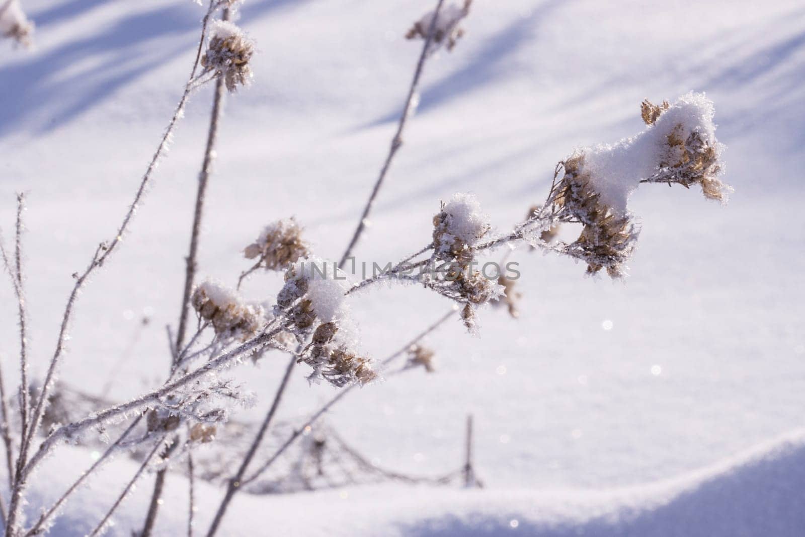 Schnee und Eiskristalle an vertrockneten Blütenständen im Garten