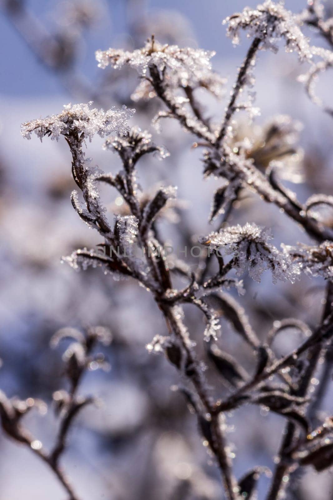 Schnee und Eiskristalle an vertrockneten Blütenständen im Garten
