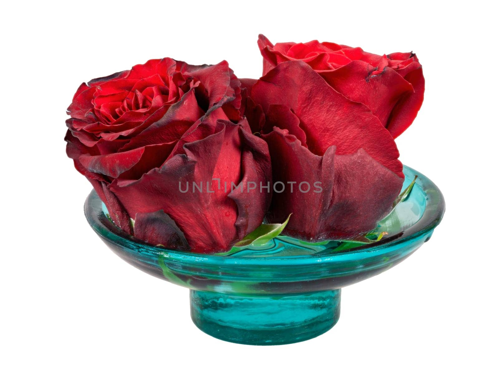 Isolated withered red rose blossoms in a glass bowl