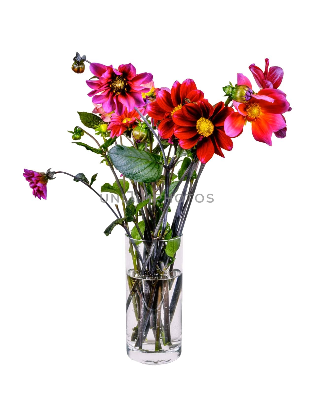 Closeup of an isolated dahlia flower arrangement in a glass vase