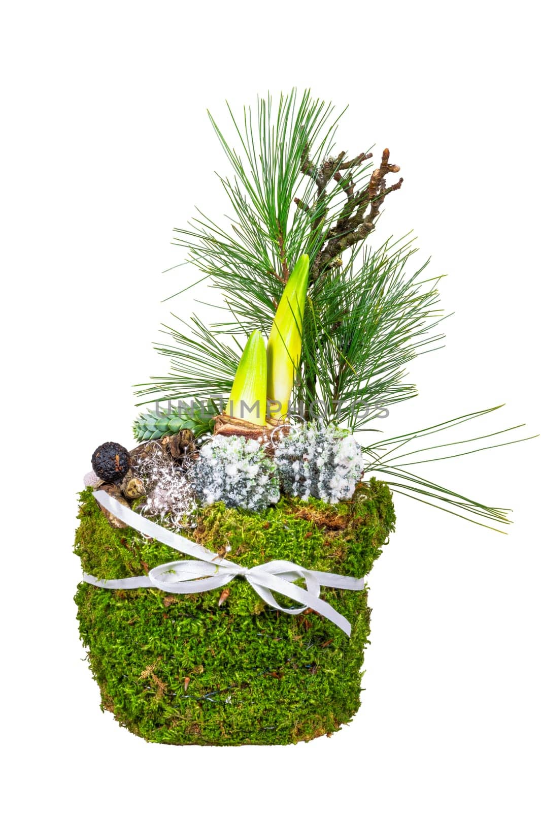 Closeup of an isolated Amaryllis decorated with moss and pine needles