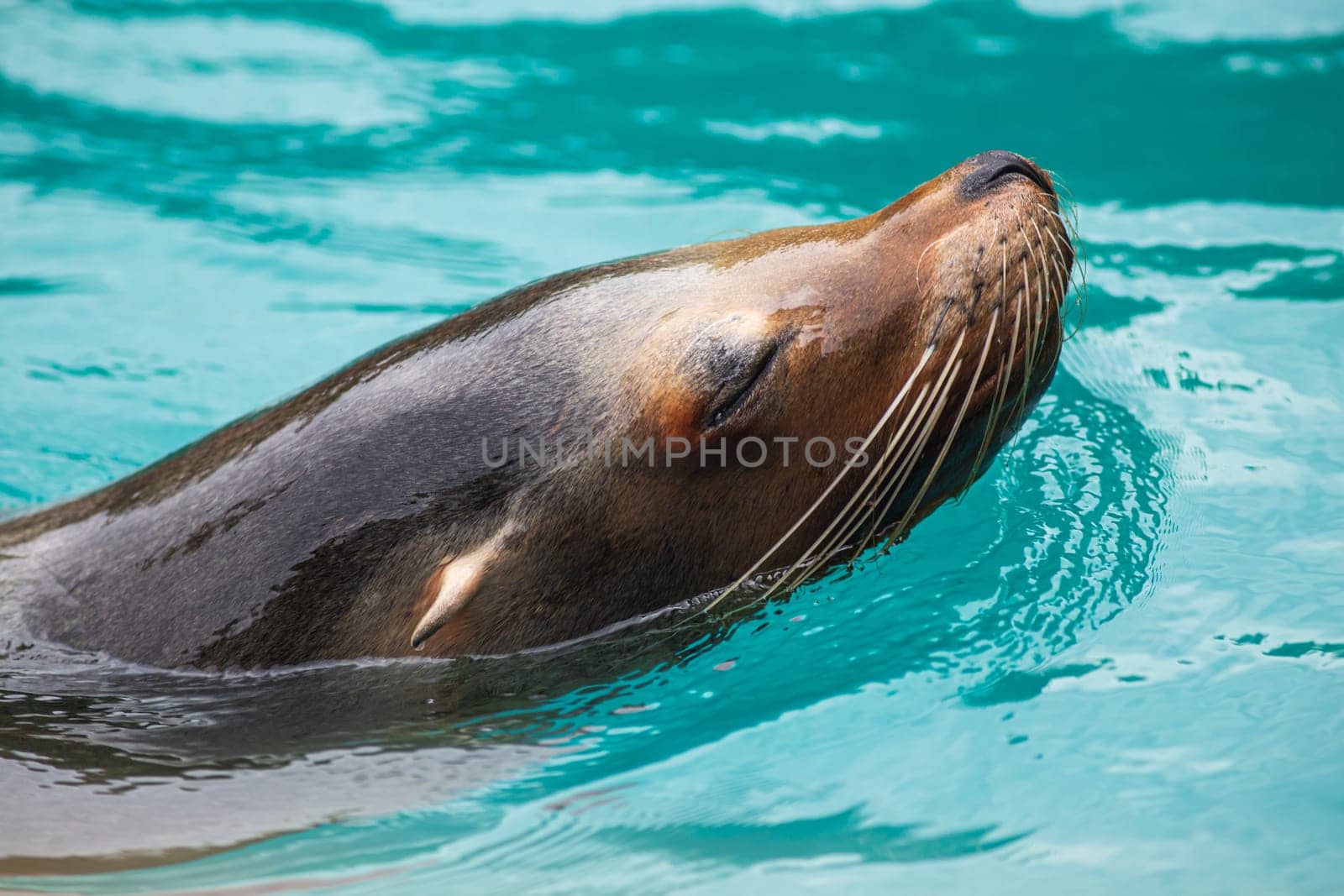 Close-up of a Sea Lion swimming in the turquoise water. Photography taken