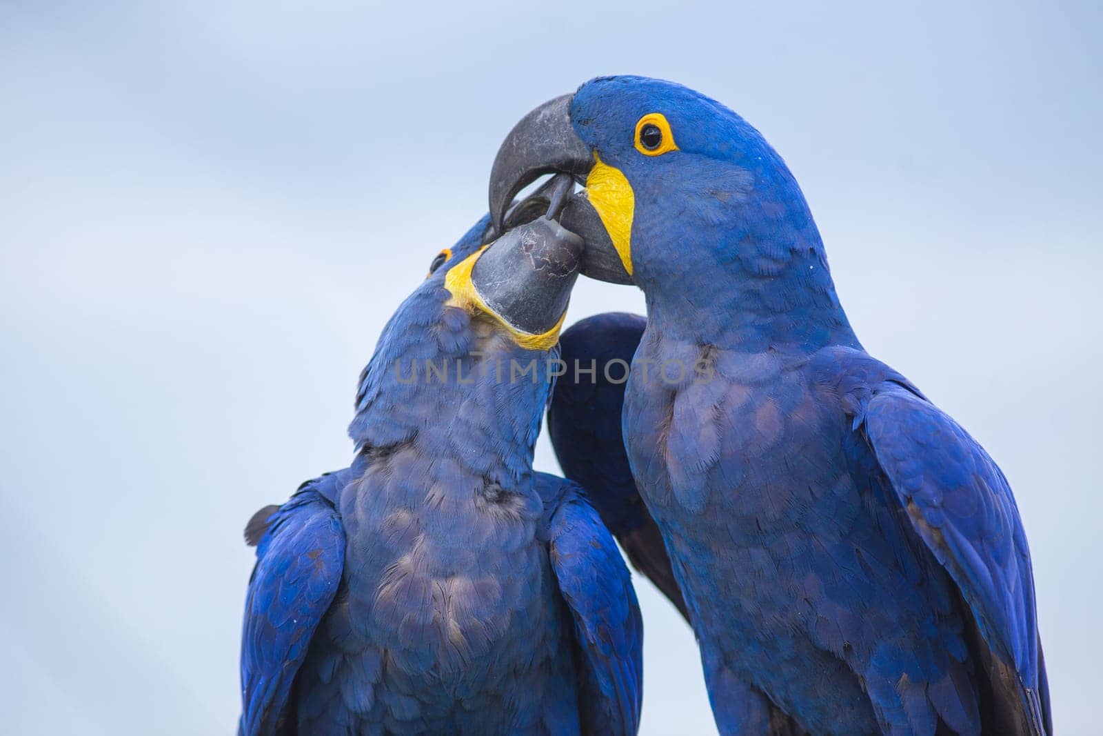 Portrait of two big blue parrots Hyacinth Macaws kissing,  or Anodorhynchus hyacinthinus. Beautiful rare blue birds. Photography taken