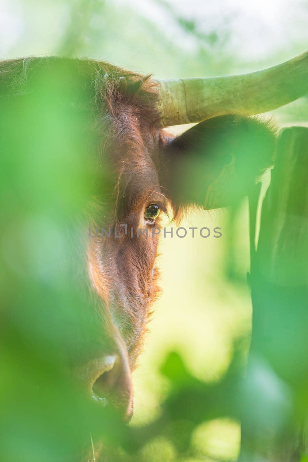 Red Salers cow observing through the enlighted foliage, vertical photography of cattle