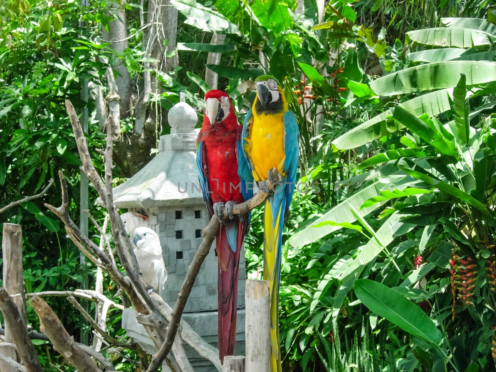 A big parrot, a southern tropical bird, a parrot that can talk.