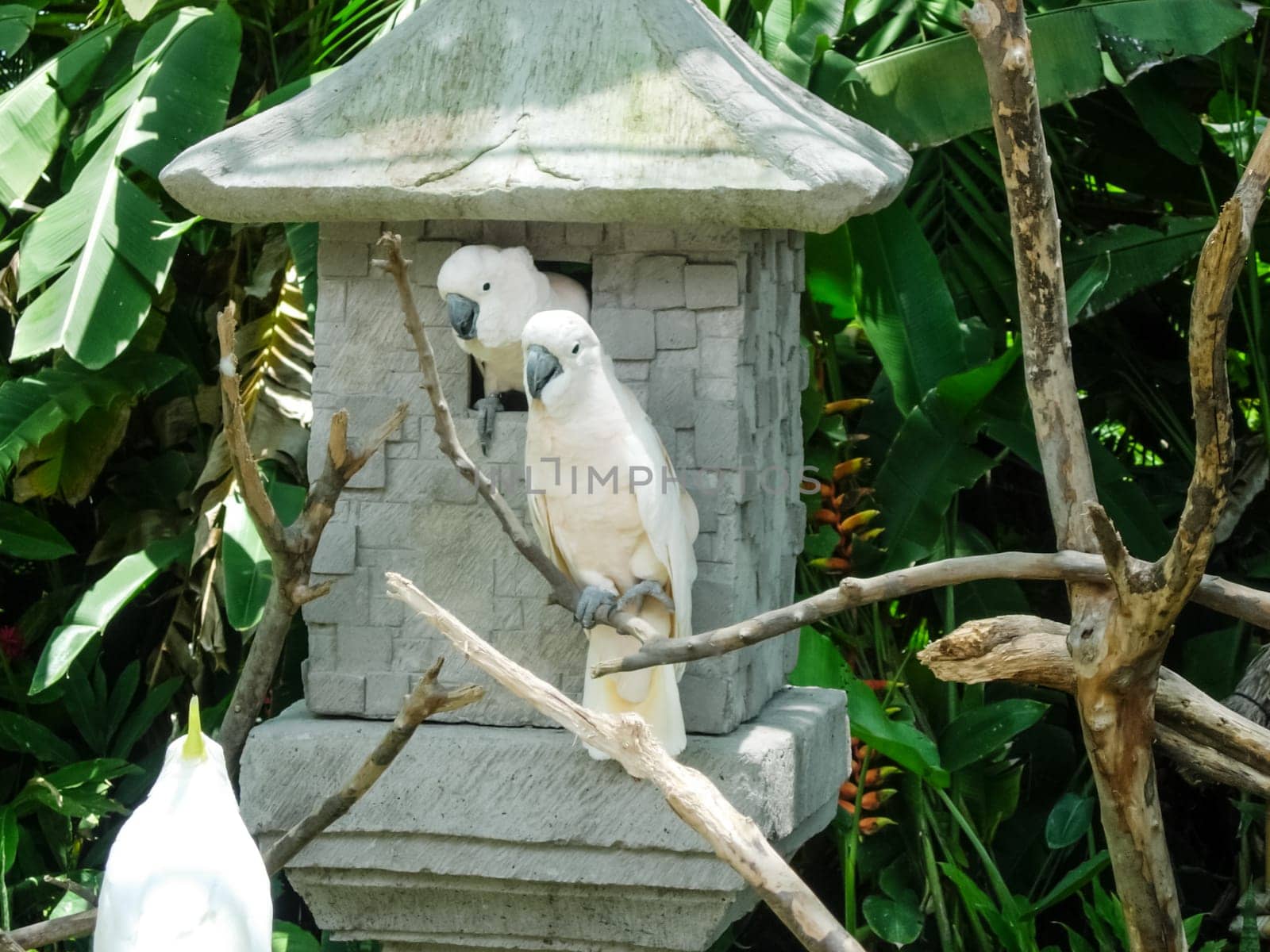 A big parrot, a southern tropical bird, a parrot that can talk.