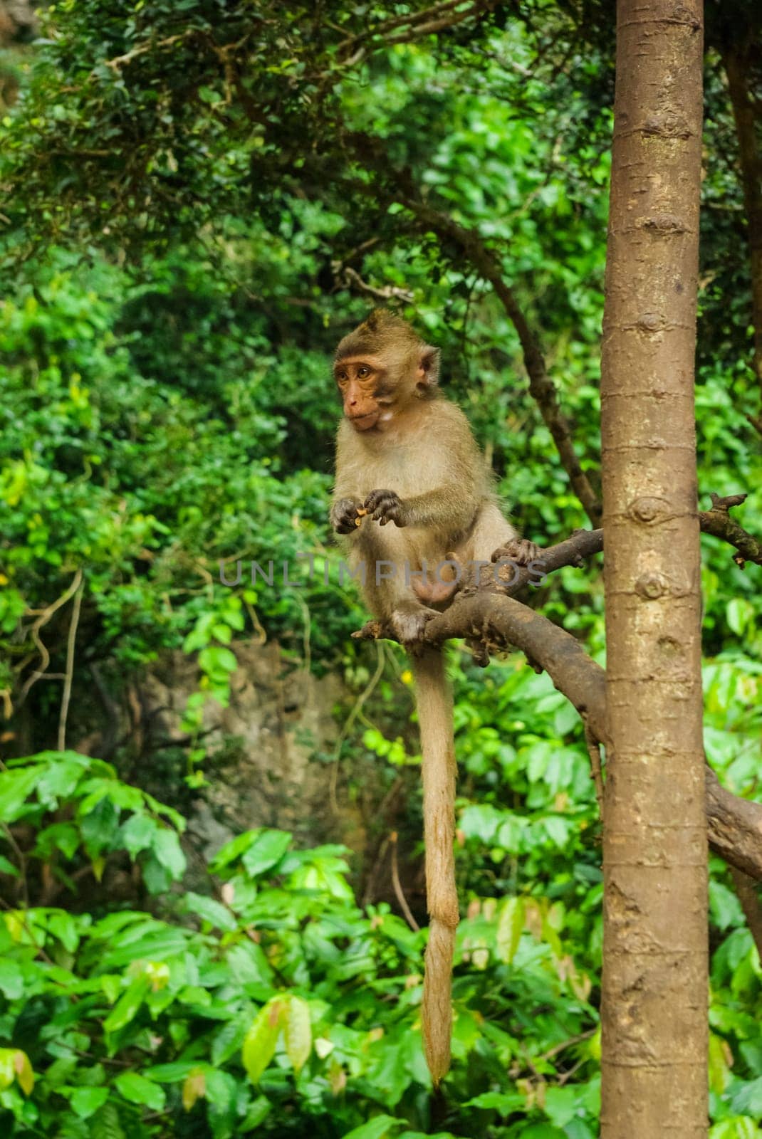 Monkeys in Thailand, monkeys of the order of the monkey in nature