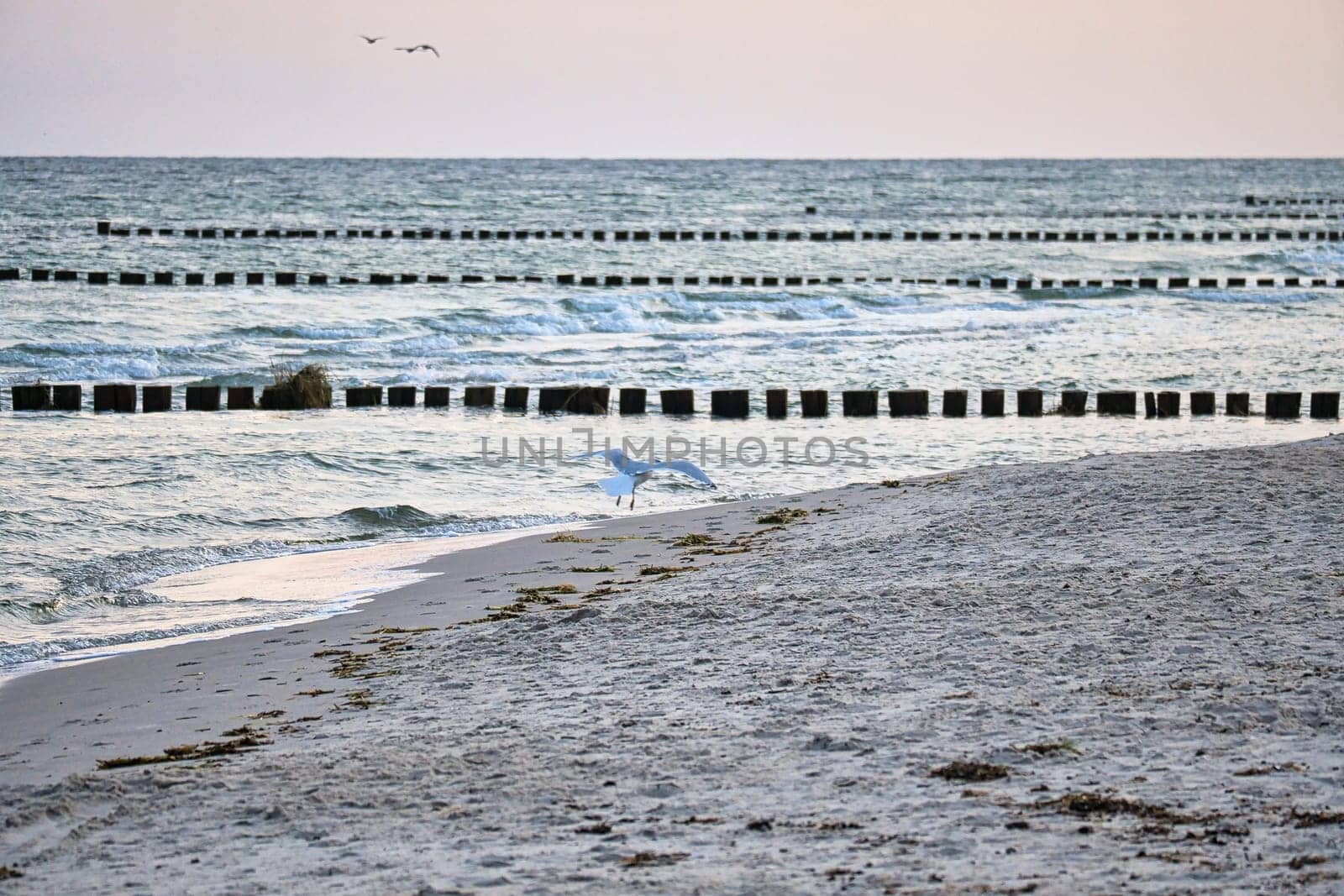 Seagull flying on the beach of the Baltic Sea. In the background groynes reaching into the sea. The sandy beach in the foreground. Bird photo from the coast