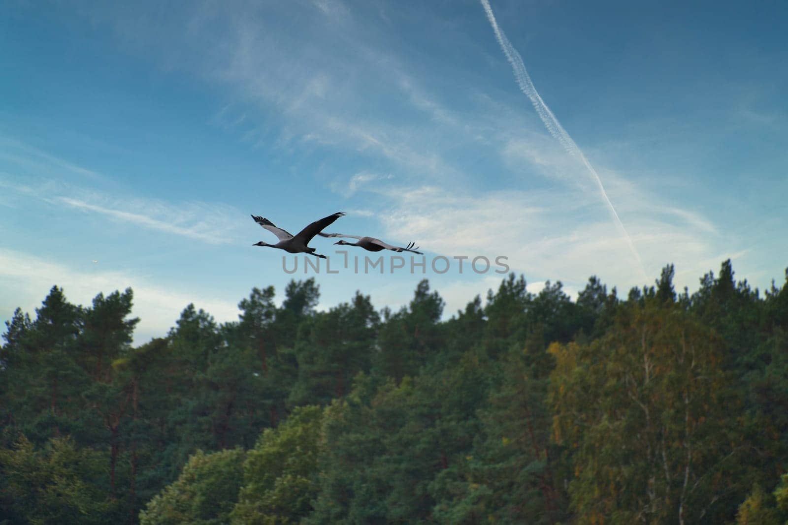 Two cranes fly over trees in a forest. Migratory birds on the Darss. Animal photo of birds from nature at the Baltic Sea.