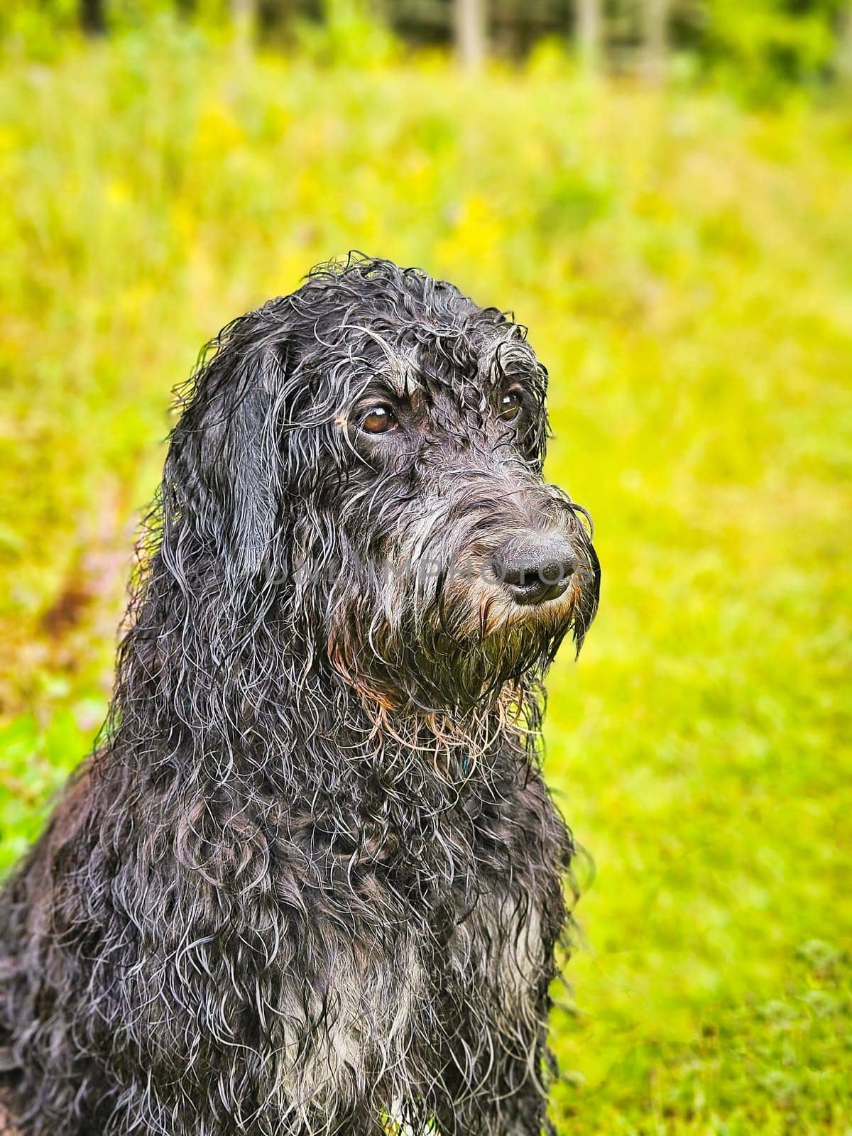 Portrait of a wet Goldendoodle dog. The dog is sitting on the meadow with wet curly long black light brown fur. Family dog. Pet photo of a dog