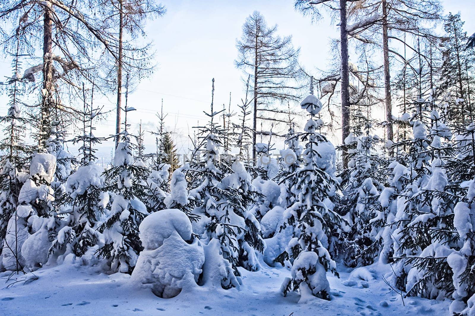 Winter forest, snow covered expanses. Landscapes of open spaces of nature.