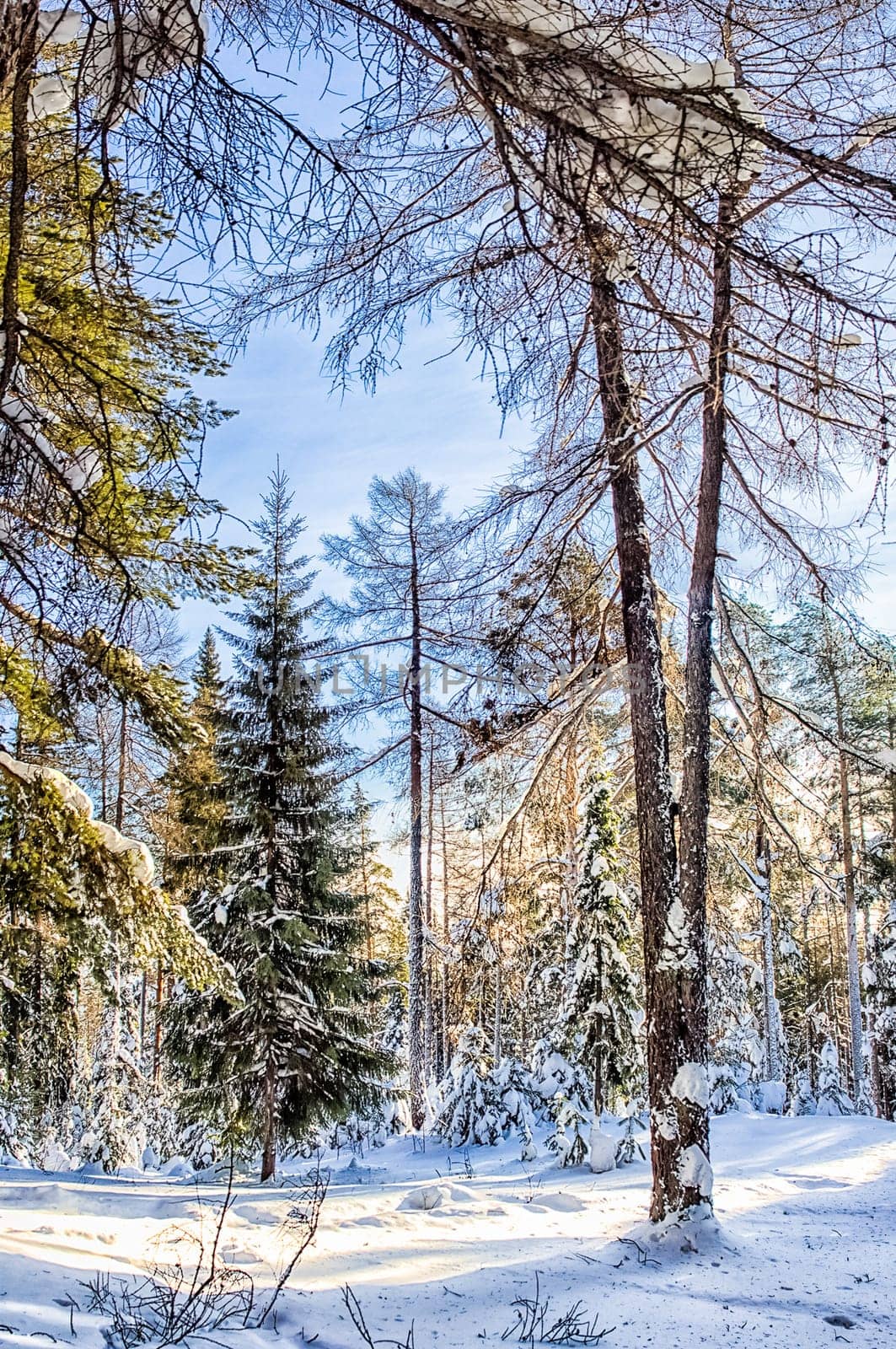 Winter forest, snow covered expanses. Landscapes of open spaces of nature.