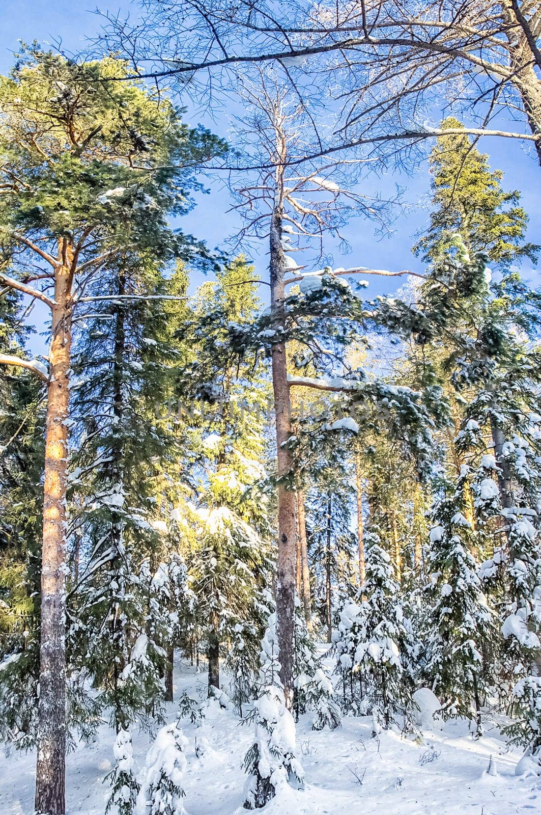 Winter forest, snow covered expanses. Landscapes of open spaces of nature.
