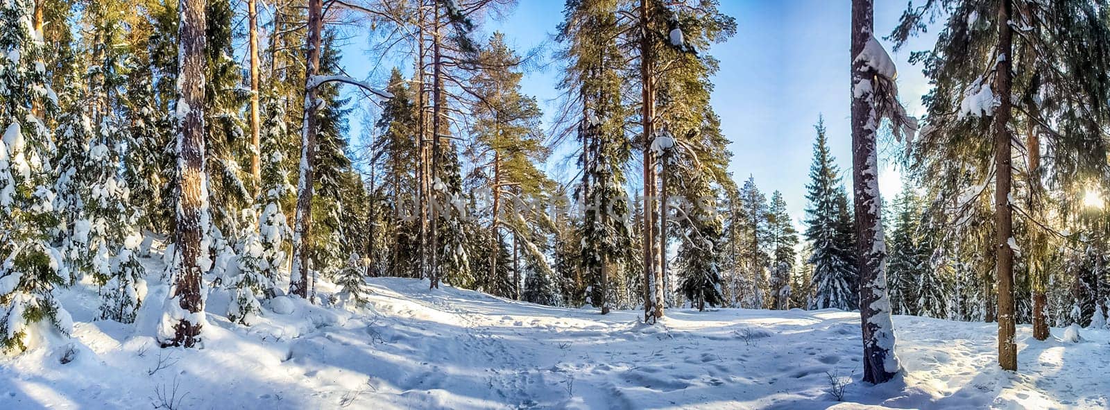 Winter forest, snow covered expanses. Landscapes of open spaces of nature.
