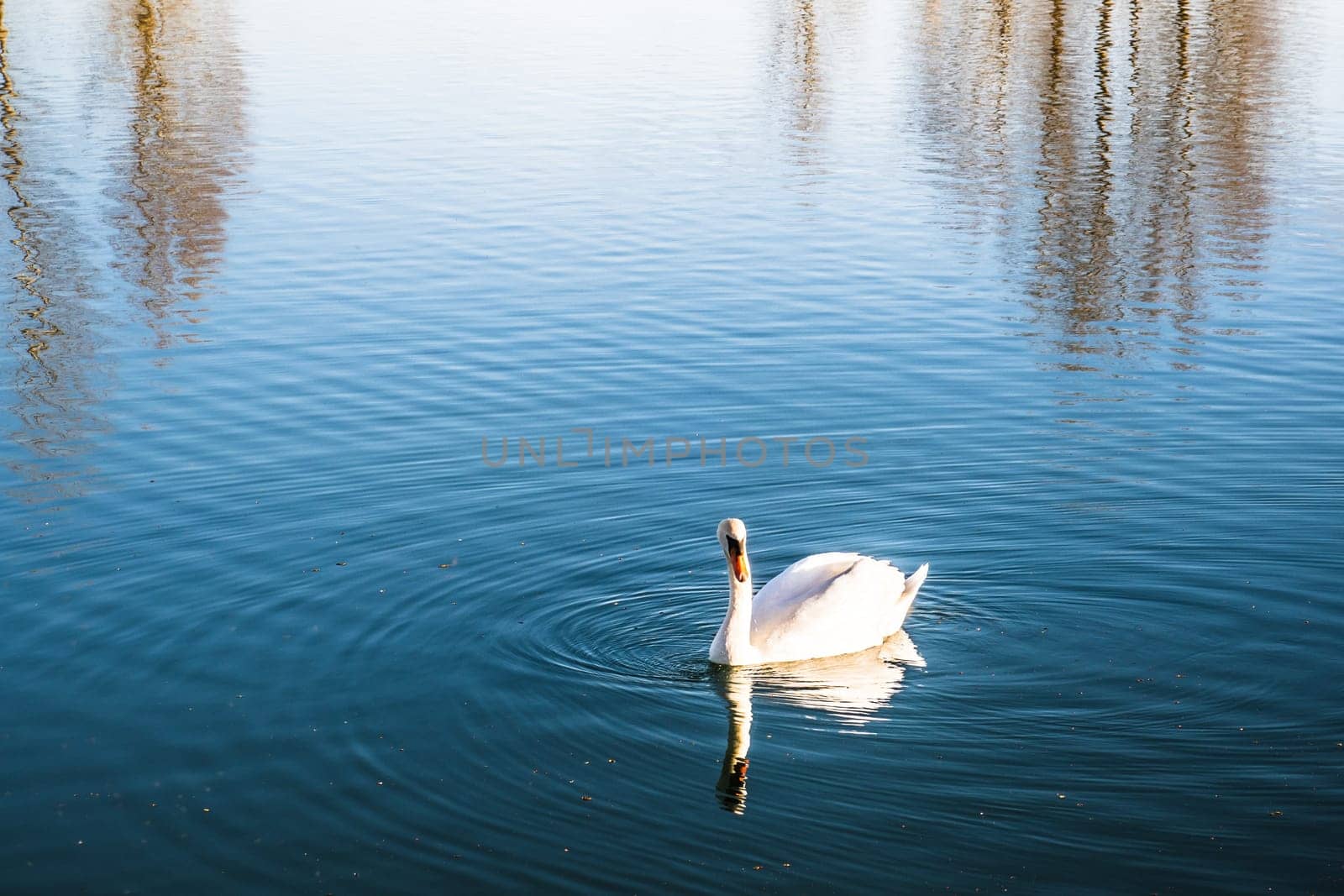 Mute swan (Cygnus olor) gliding across a lake at dawn. Photography taken