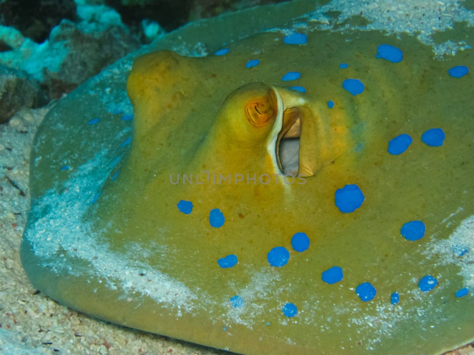 Underwater shooting. Coral reef and its inhabitants