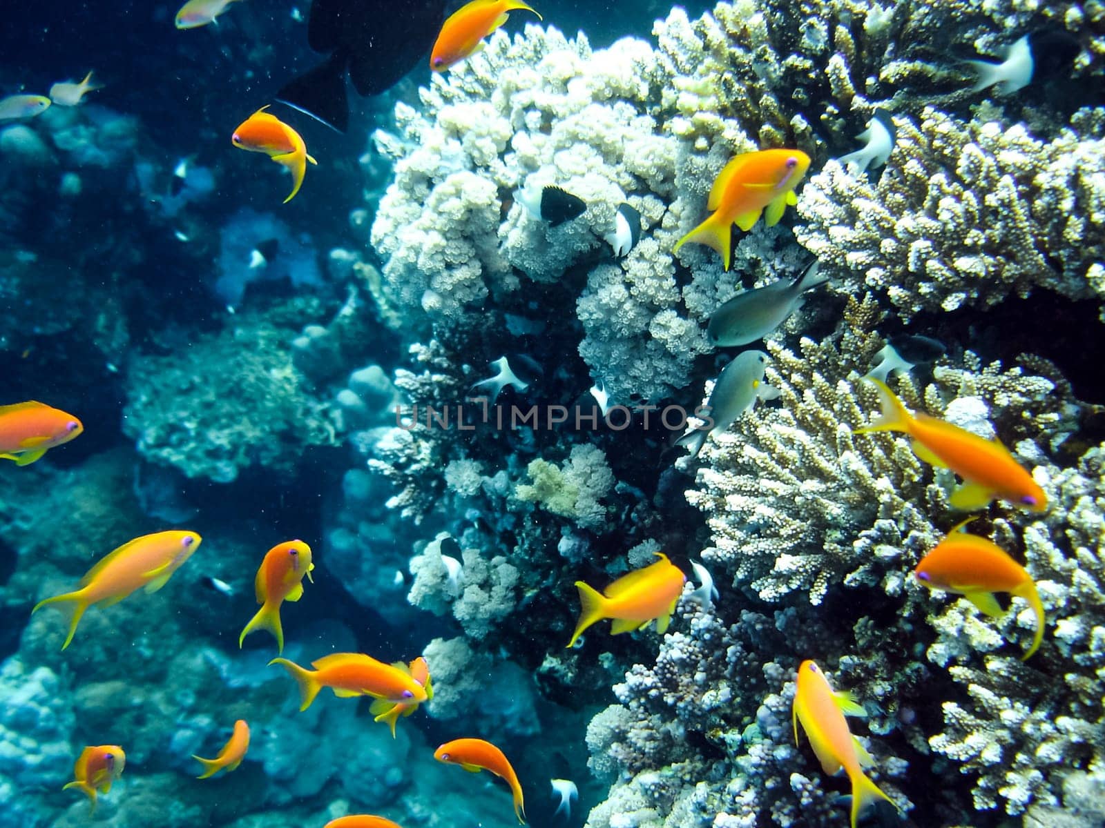 Life on a coral reef. Animal world underwater on a reef.