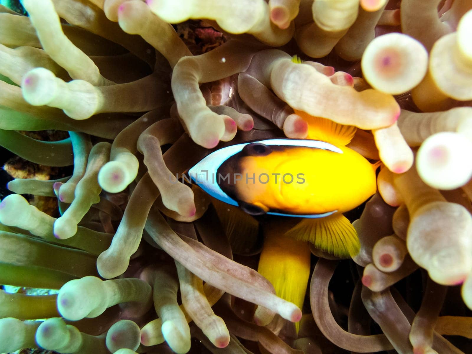 Underwater shooting. Coral reef and its inhabitants