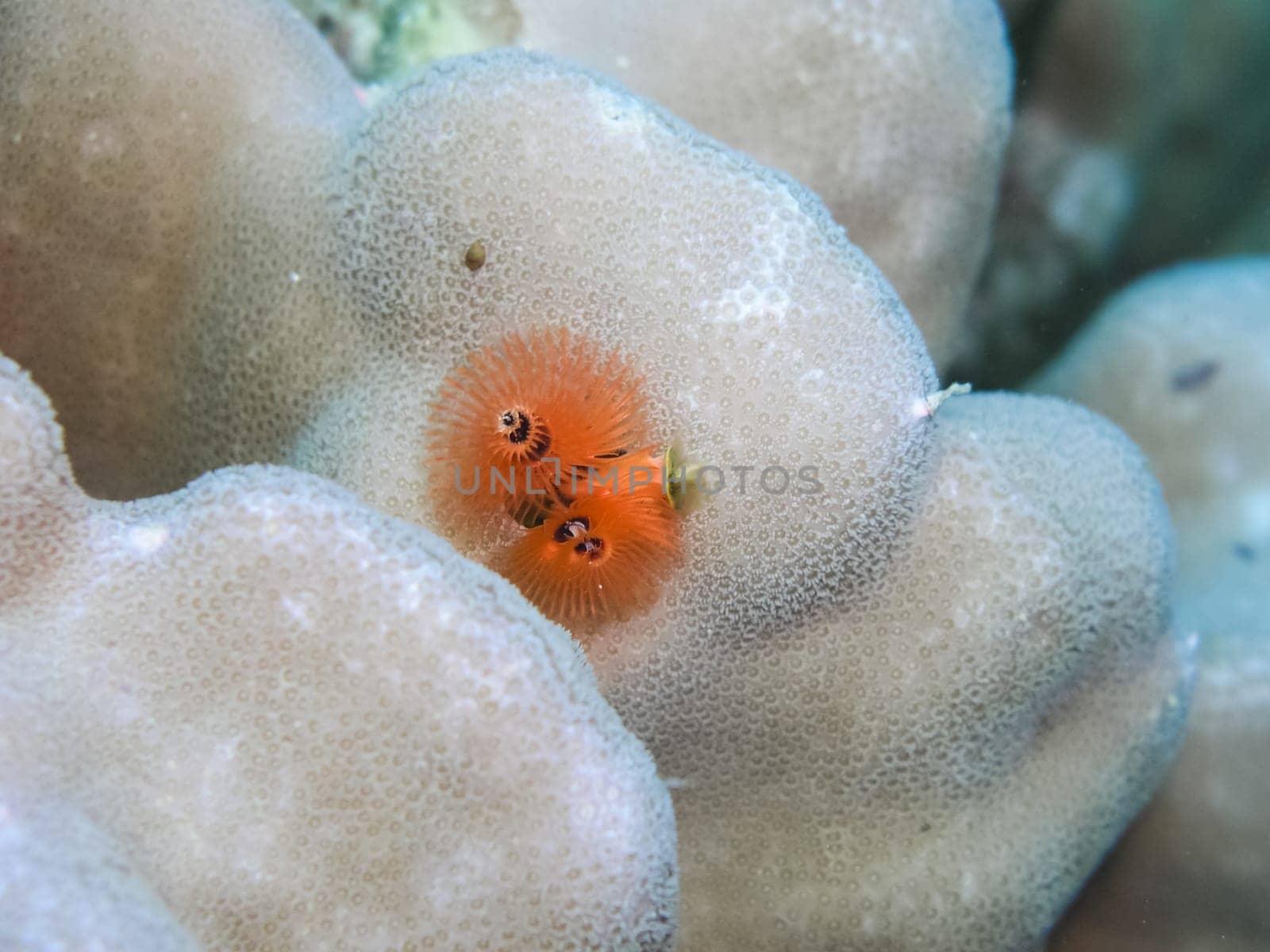 Underwater shooting. Coral reef and its inhabitants