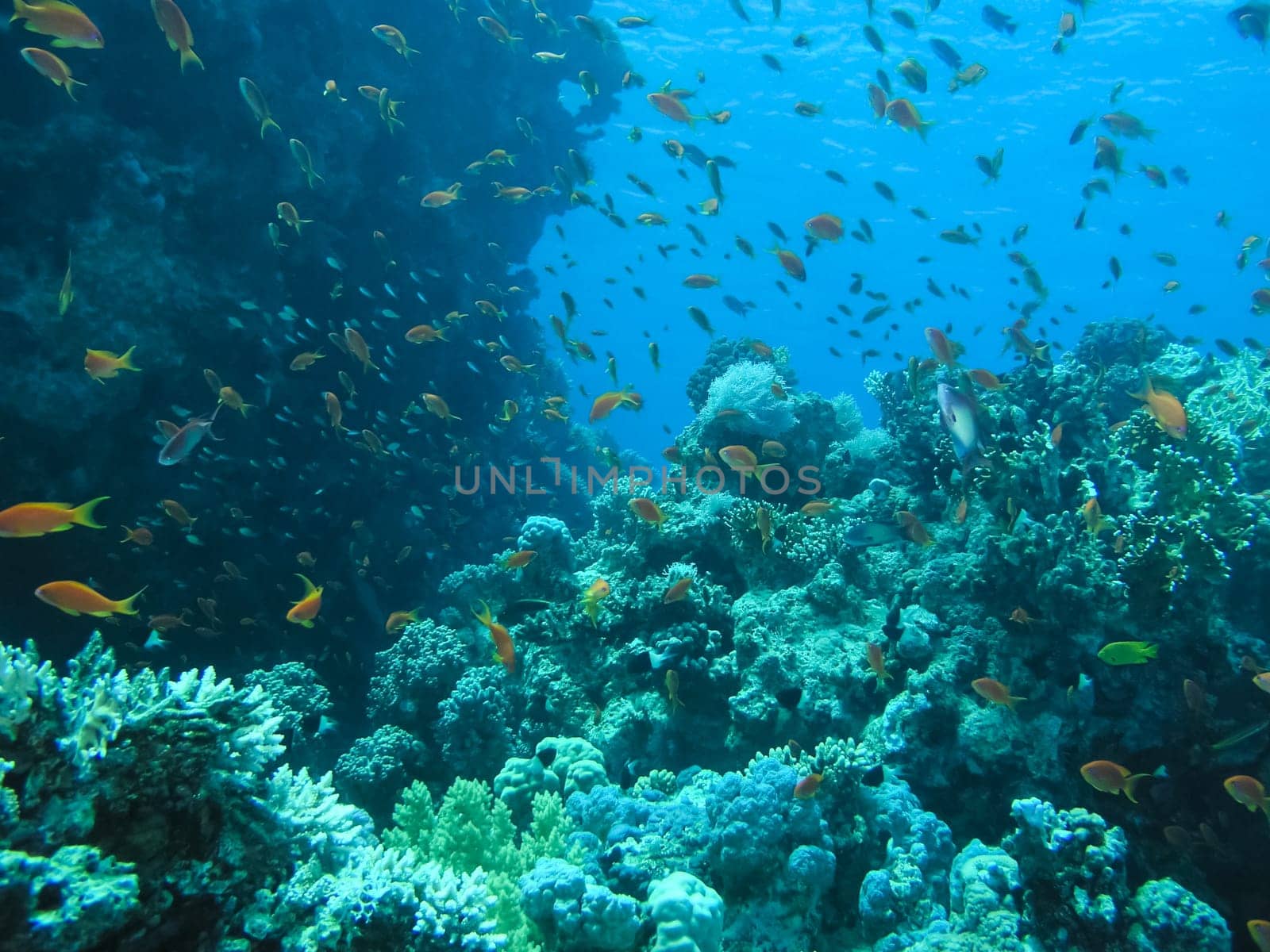 Underwater shooting. Coral reef and its inhabitants