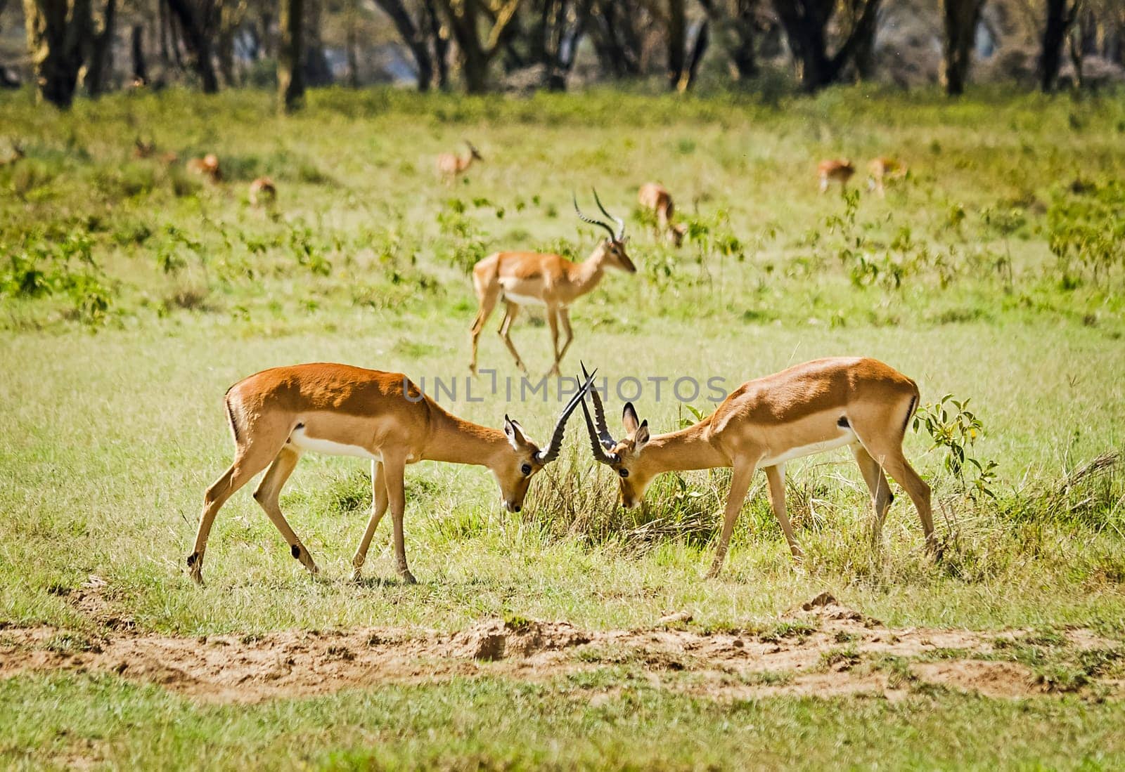 Antelope on the African savannah. Natural environment antelope habitat. Hoofed horned animal.