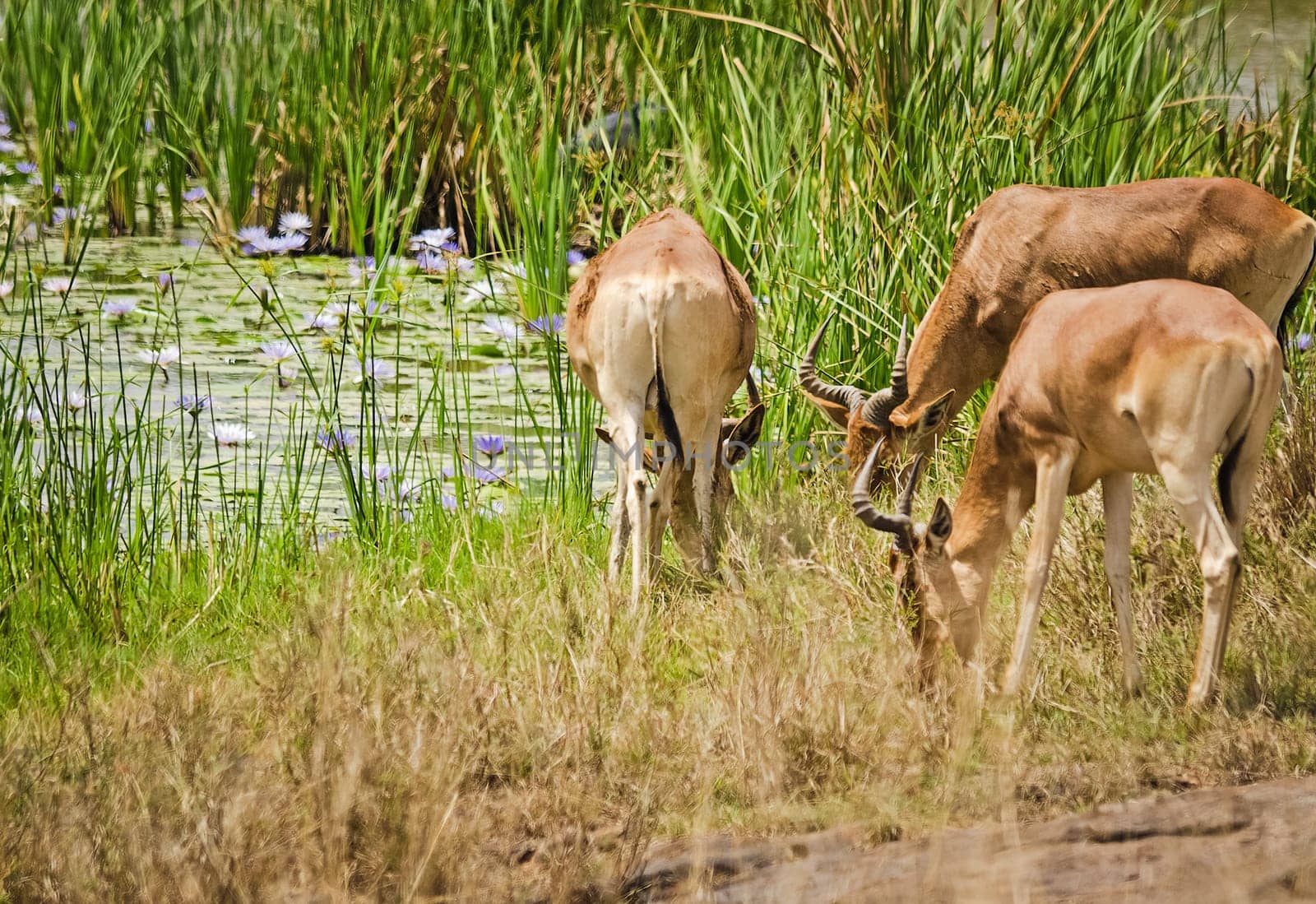 Antelope on the African savannah. Natural environment antelope habitat. Hoofed horned animal.