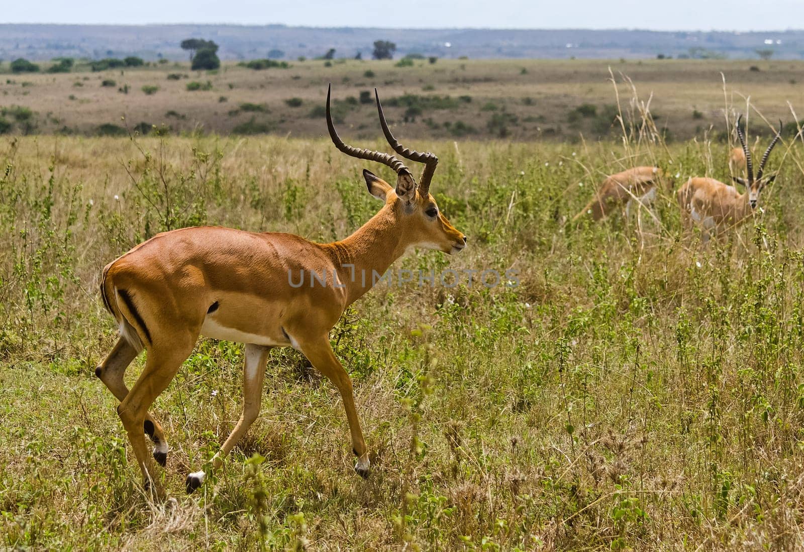 Antelope on the African savannah. Natural environment antelope habitat. Hoofed horned animal.