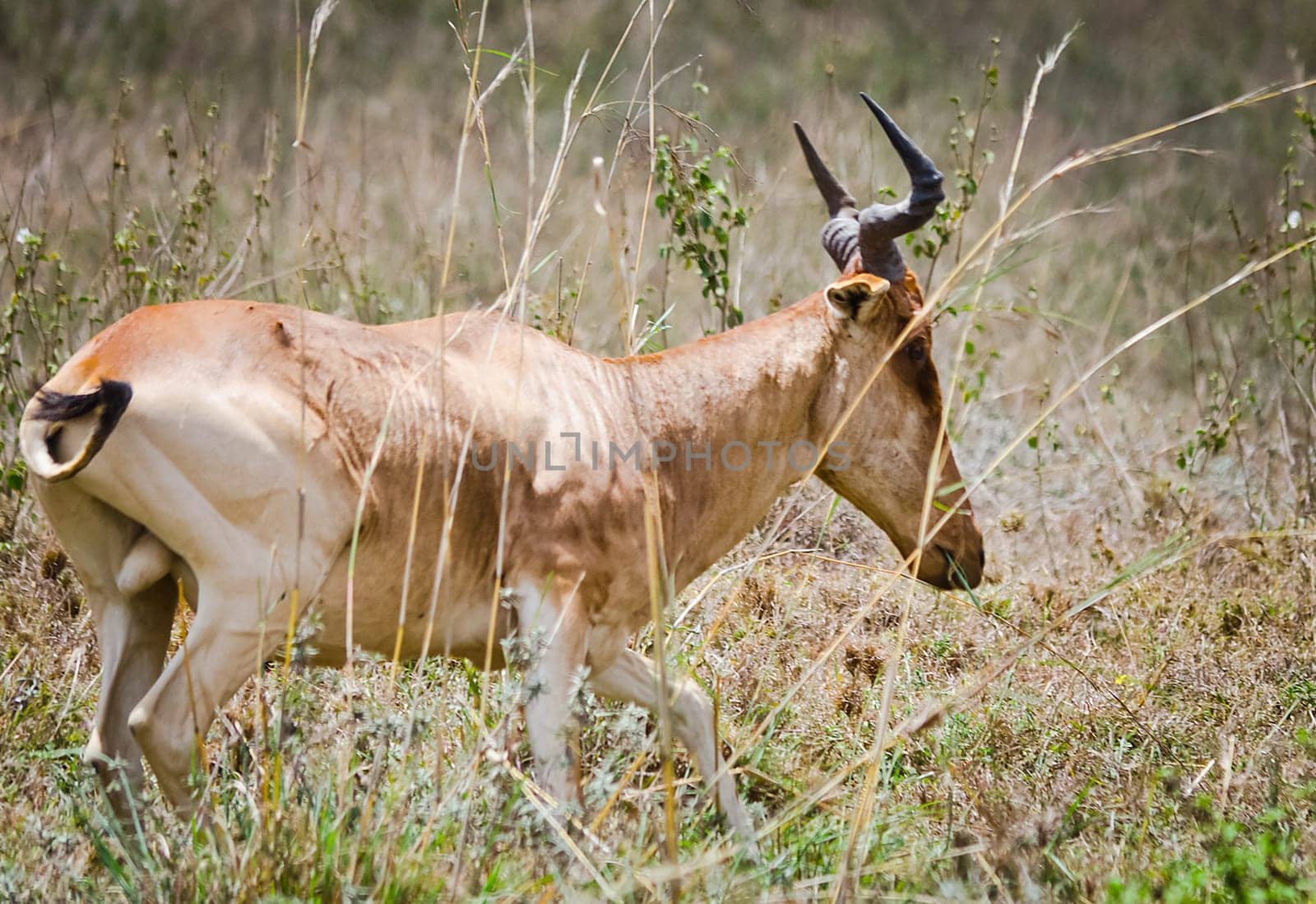 Antelope on the African savannah. Natural environment antelope habitat. Hoofed horned animal.