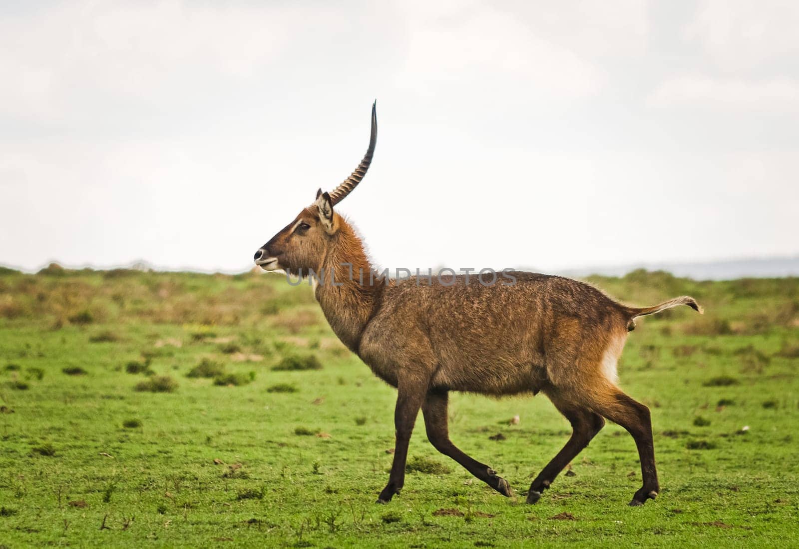 Antelope on the African savannah. Natural environment antelope habitat. Hoofed horned animal.