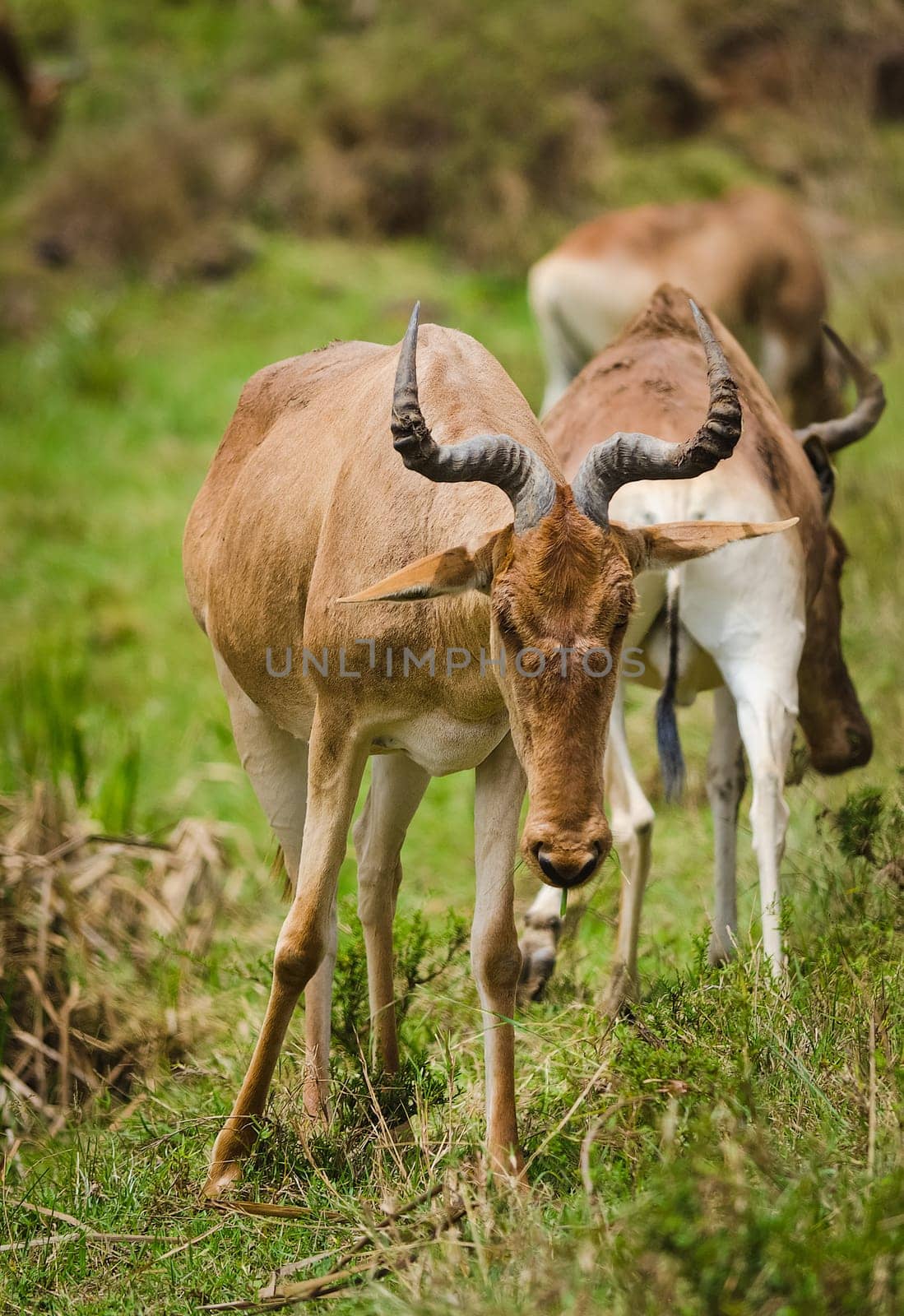 Antelope on the African savannah. Natural environment antelope habitat. Hoofed horned animal.