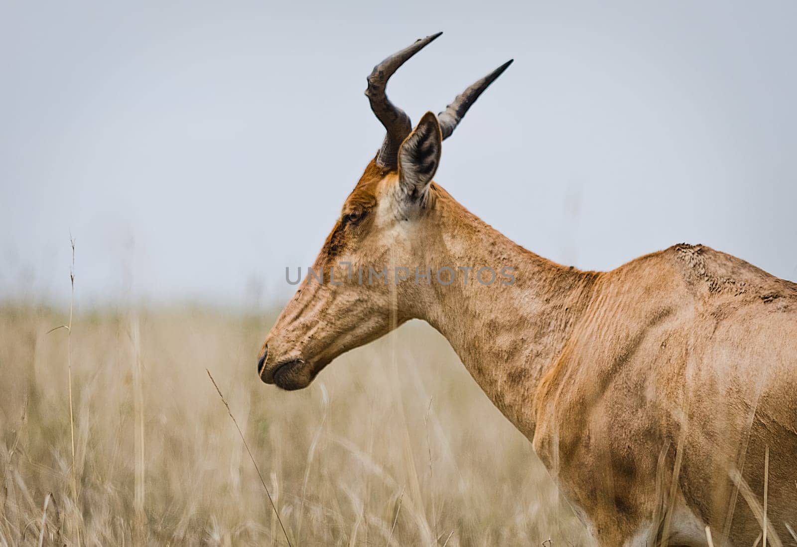 Antelope on the African savannah. Natural environment antelope habitat. Hoofed horned animal.