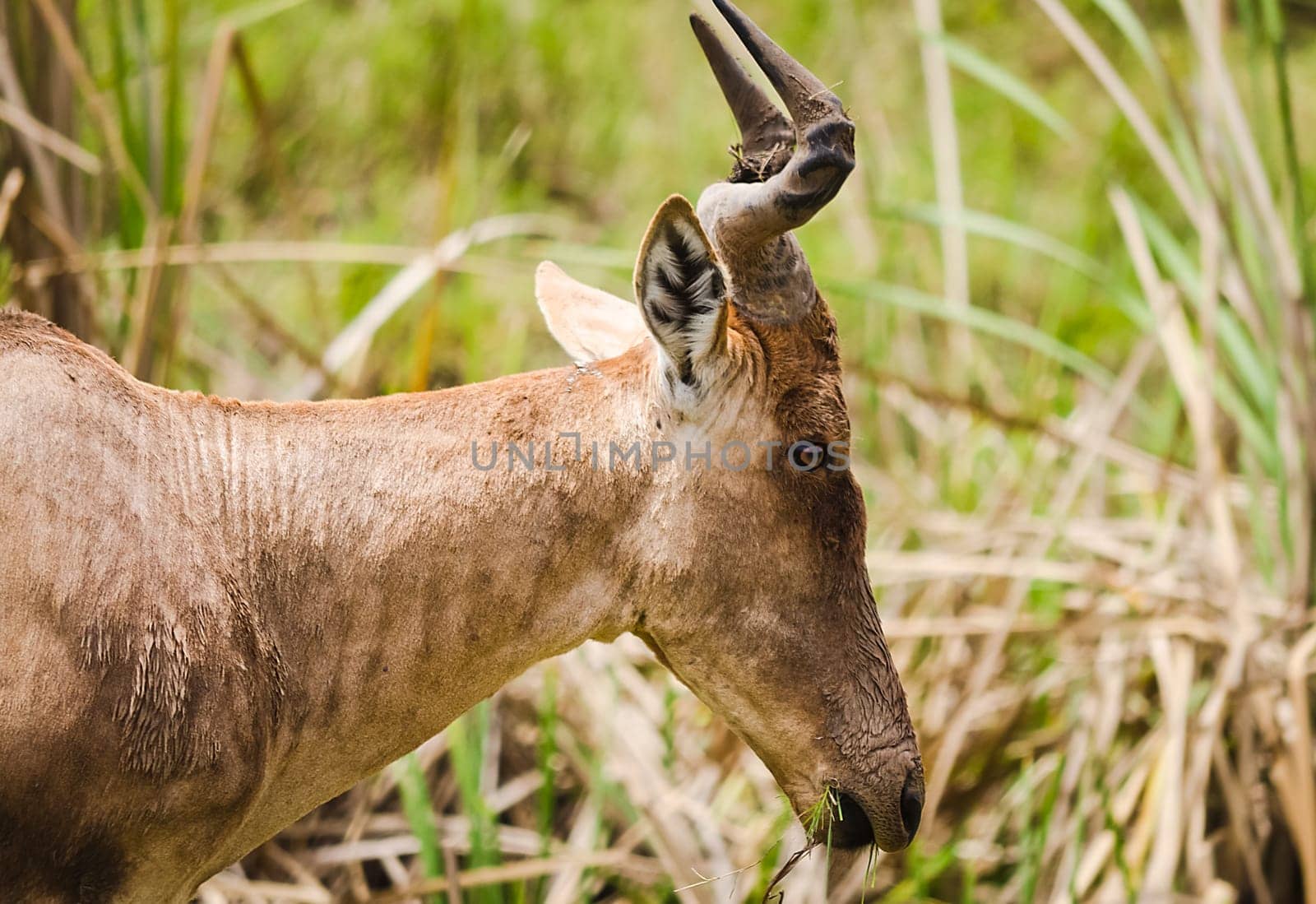 Antelope on the African savannah. Natural environment antelope habitat. Hoofed horned animal.