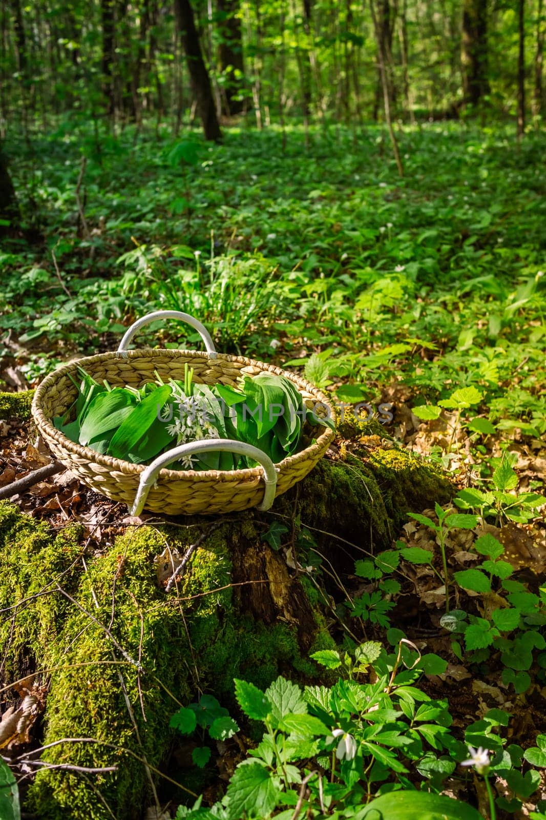 Picking wild garlic (allium ursinum) in forest. Wild garlic, ramson, cowleekes, buckrams, wood garlic, bear leek plants grow in a wood