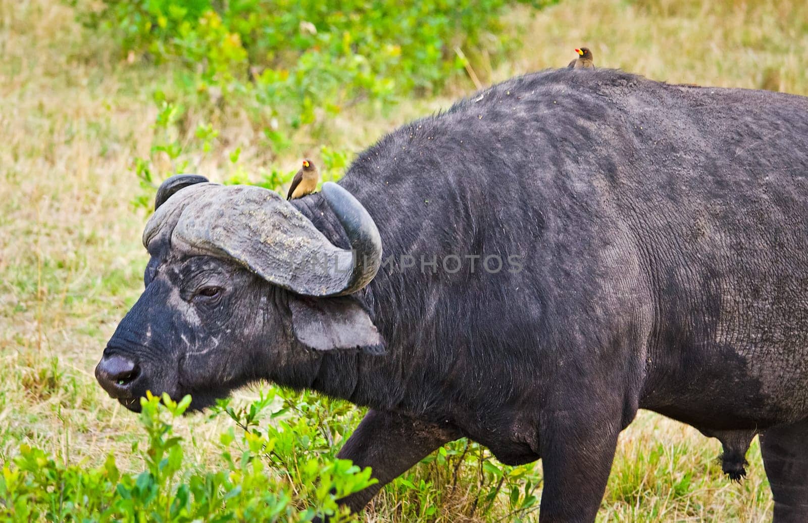 African buffalo. Africa hoofed animals, cows relative. Horned wild cattle