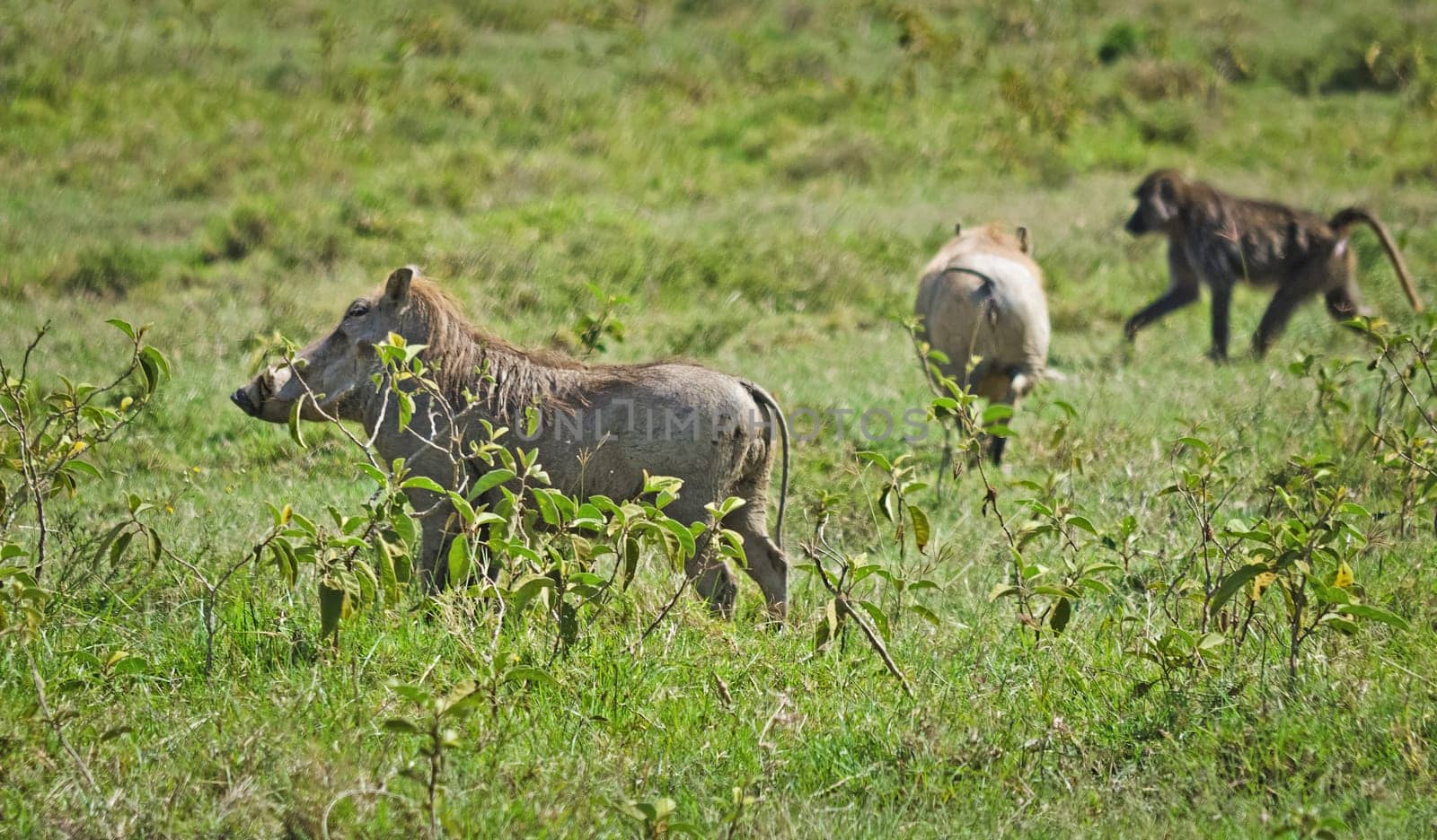 African warthog. Svinoobraznoe animals of the African savannah
