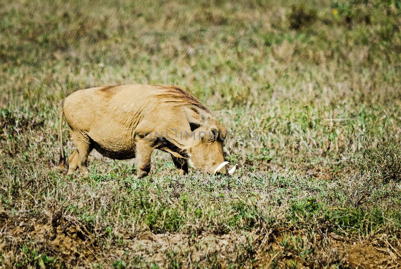 African warthog. Svinoobraznoe animals of the African savannah