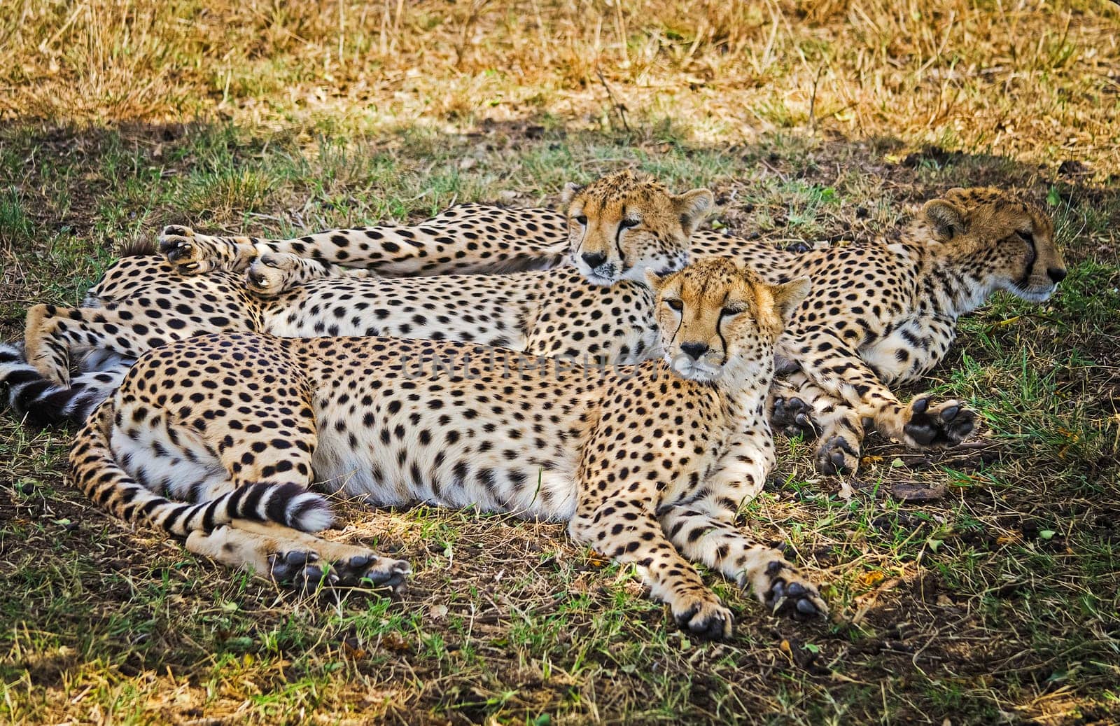 Leopard in their natural habitat in the African savannah. The predator of the cat family
