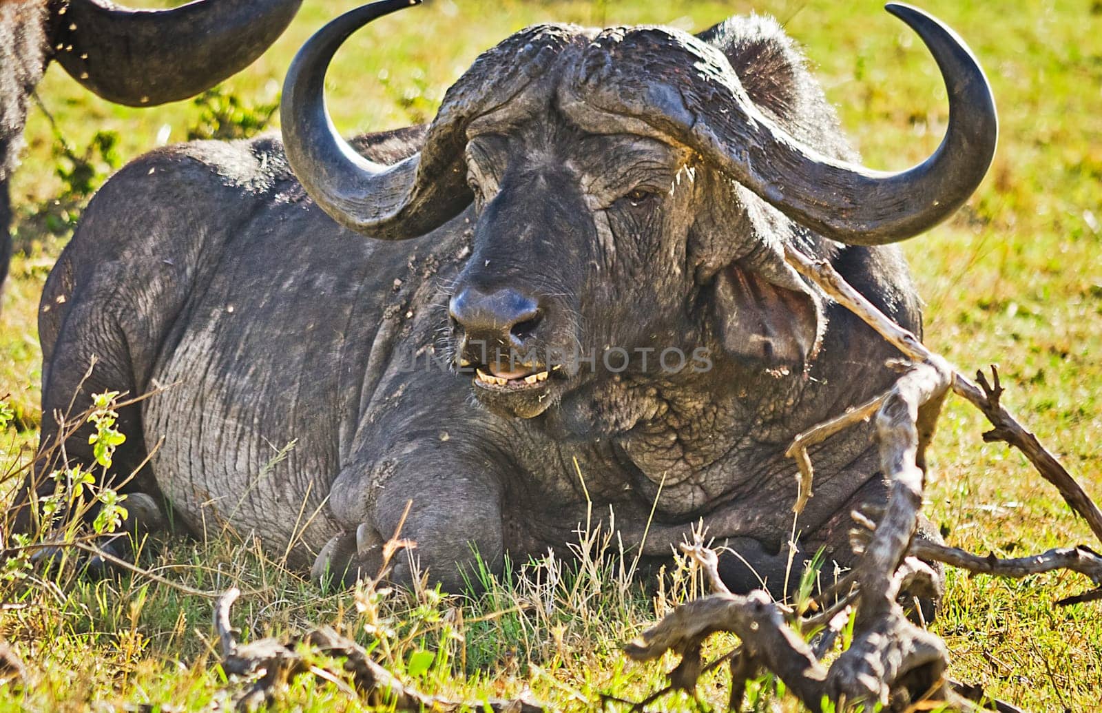 African buffalo. Africa hoofed animals, cows relative. Horned wild cattle