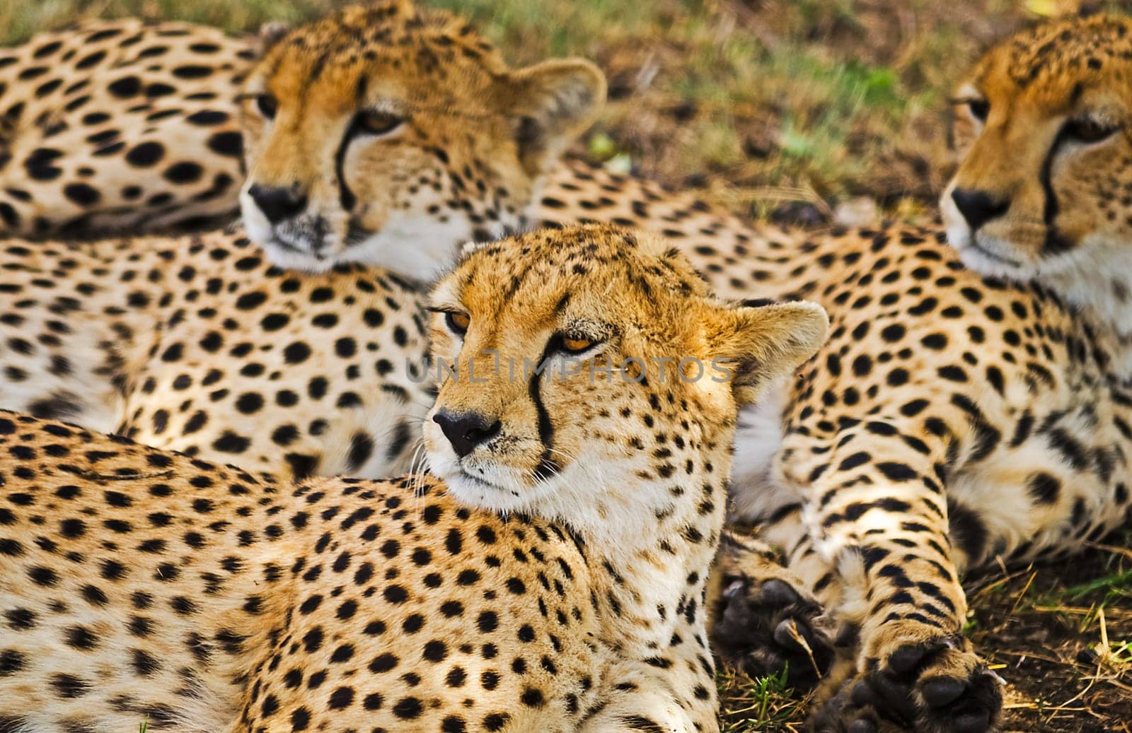 Leopard in their natural habitat in the African savannah. The predator of the cat family