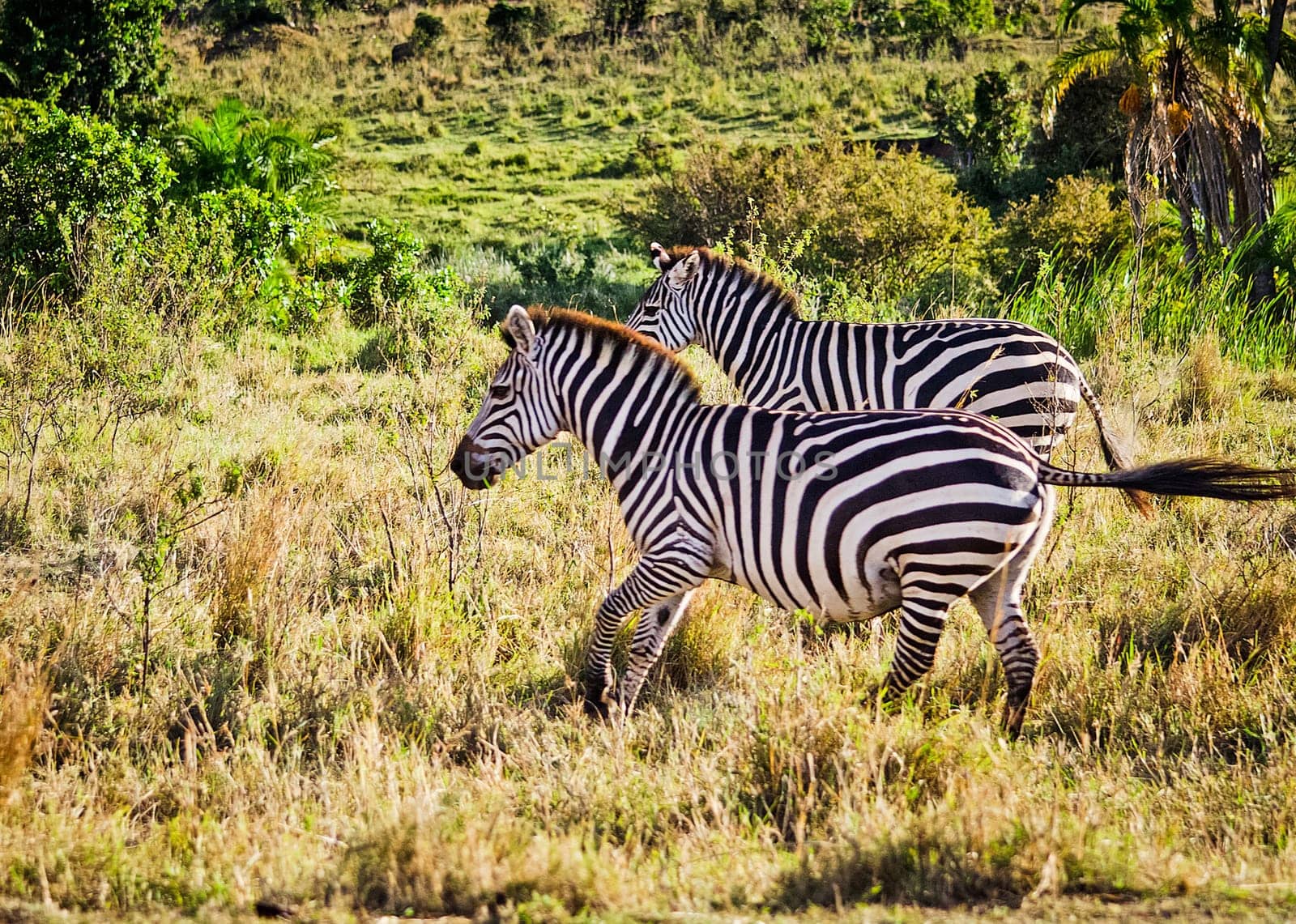 African zebra. Striped Horse in African savannas. Black and white zebra stripes.