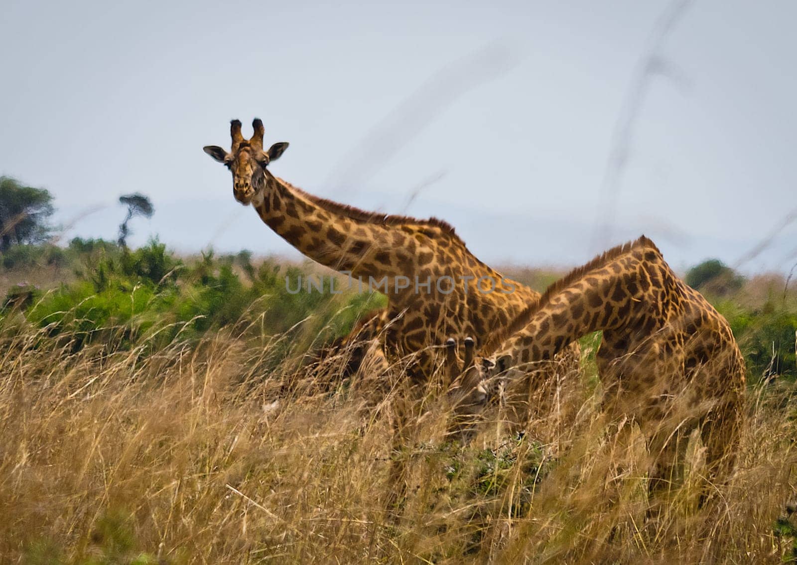 Giraffe in the wild. An animal with a long neck. Wild world of the African savannah