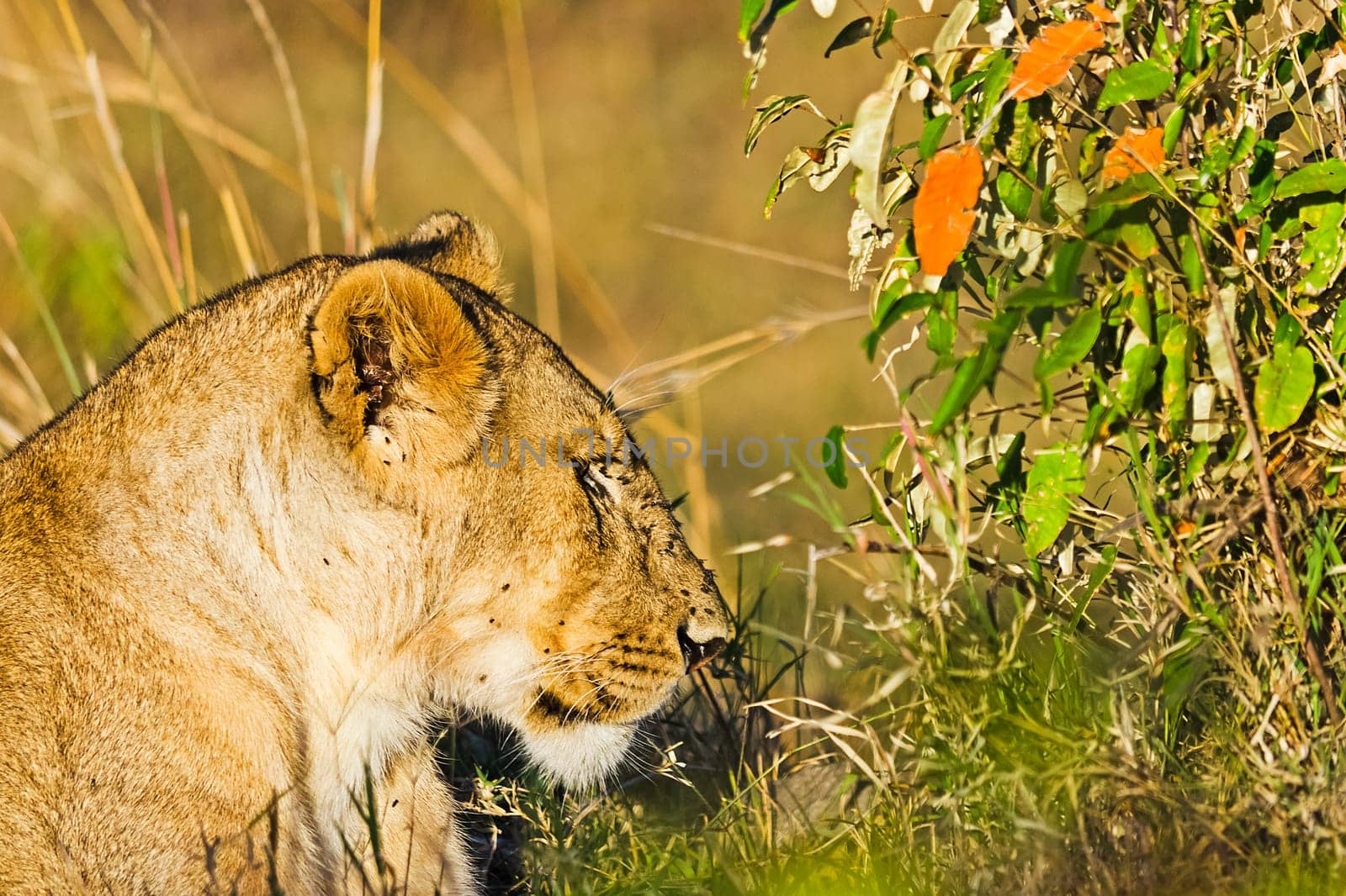 Lion in the wild in the African savannah. Lion - predator felines