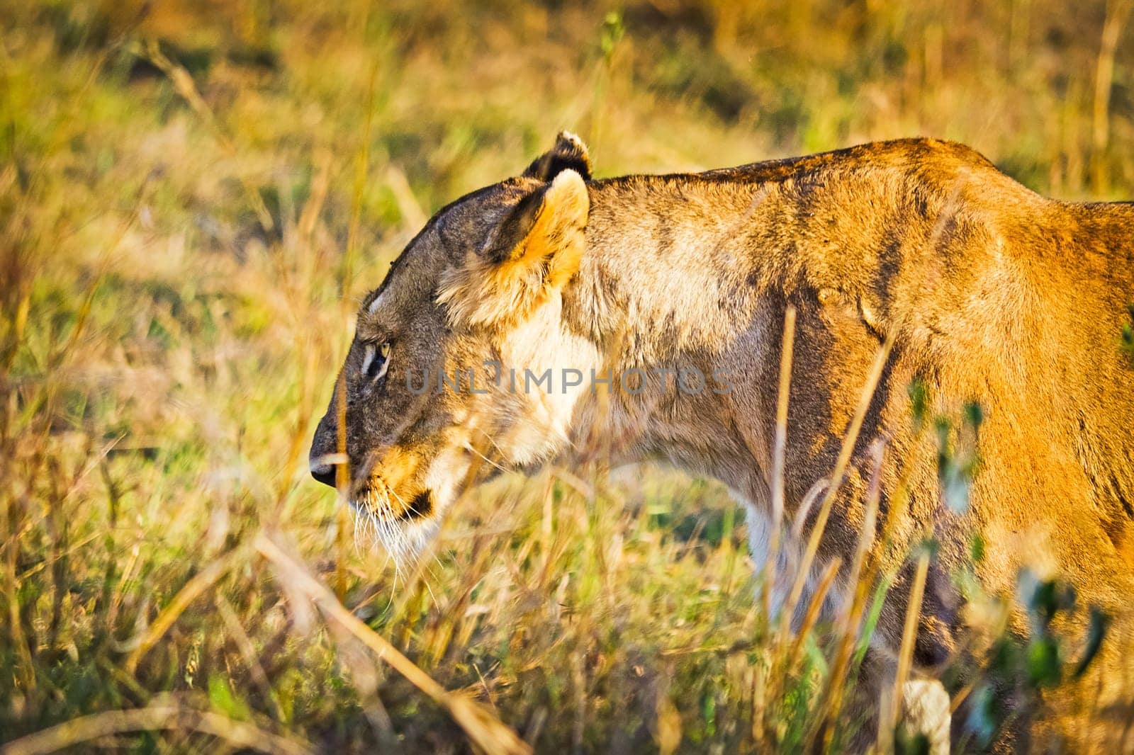 Lion in the wild in the African savannah. Lion - predator felines