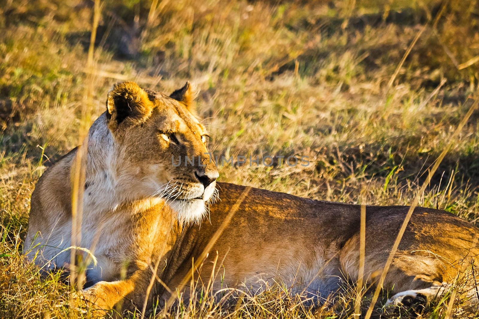 Lion in the wild in the African savannah. Lion - predator felines