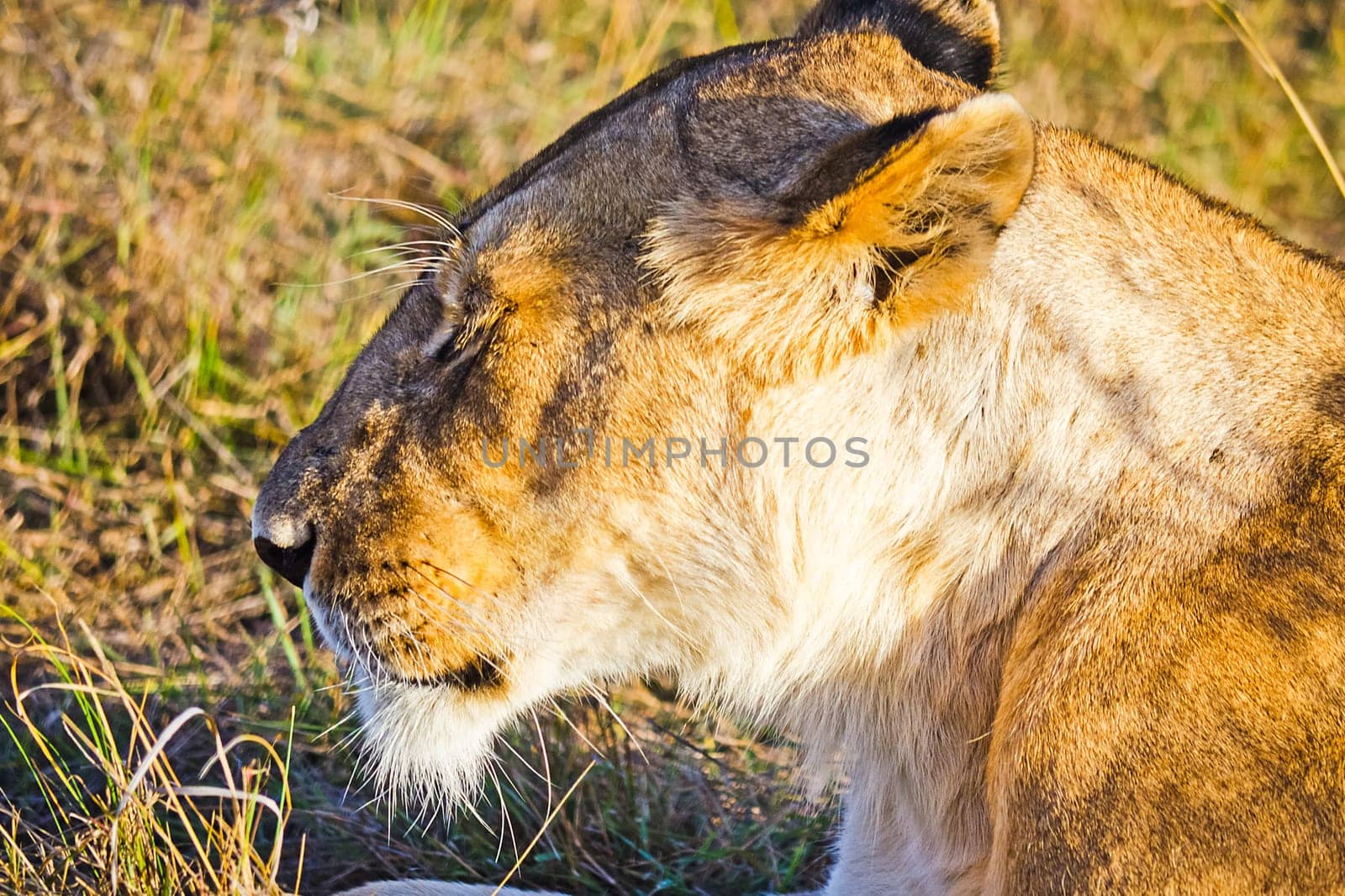 Lion in the wild in the African savannah. Lion - predator felines