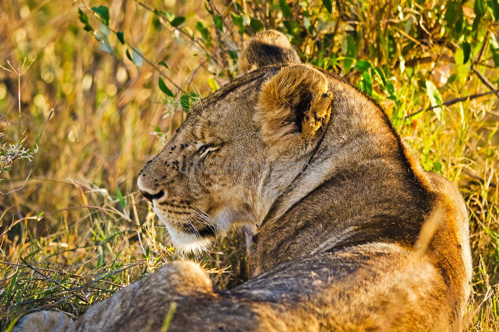 Lion in the wild in the African savannah. Lion - predator felines