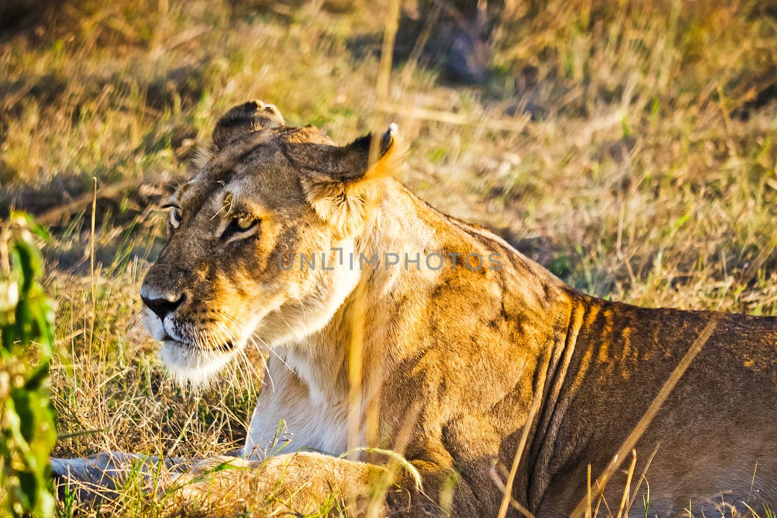 Lion in the wild in the African savannah. Lion - predator felines
