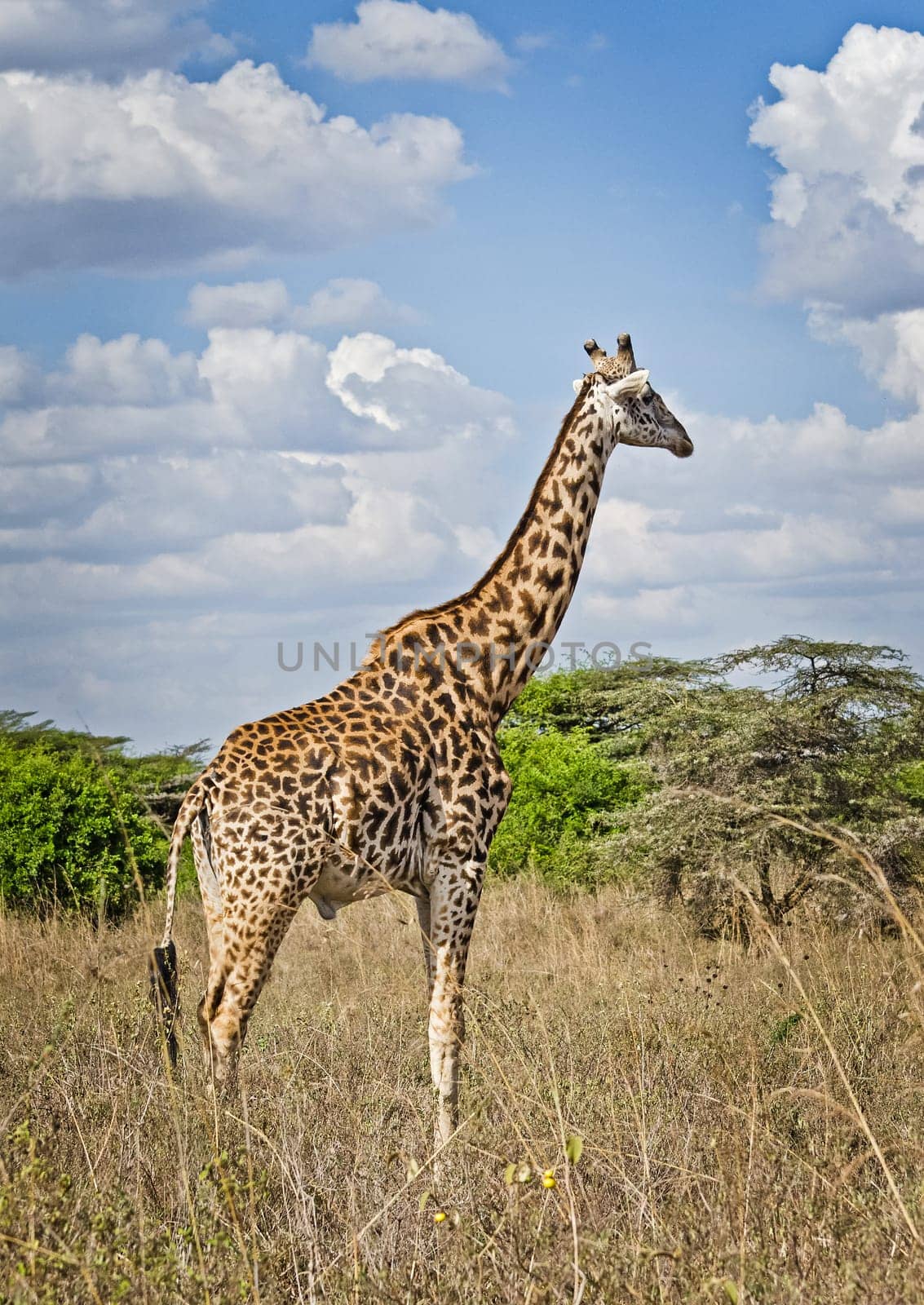 Giraffe in the wild. An animal with a long neck. Wild world of the African savannah
