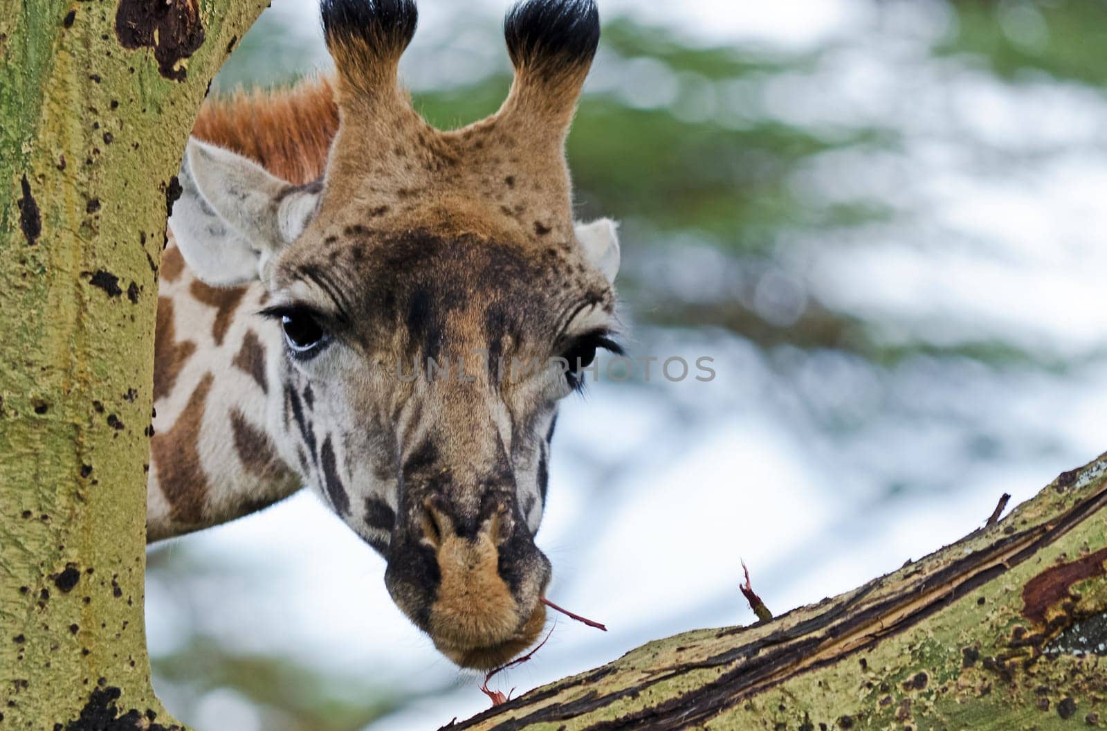 Giraffe in the wild. An animal with a long neck. Wild world of the African savannah